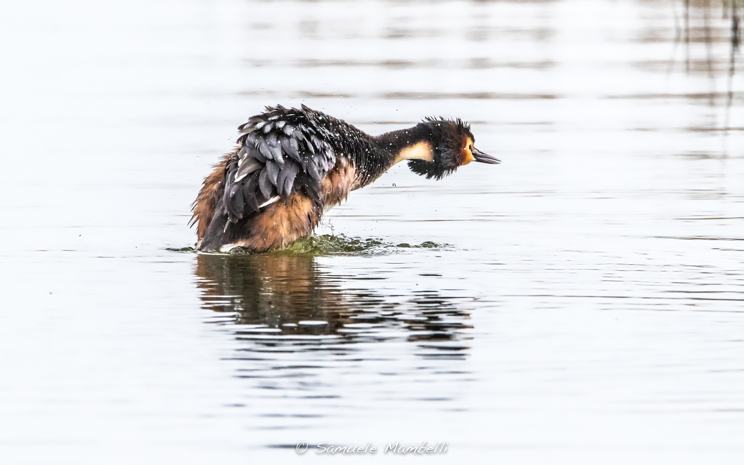 Grebe