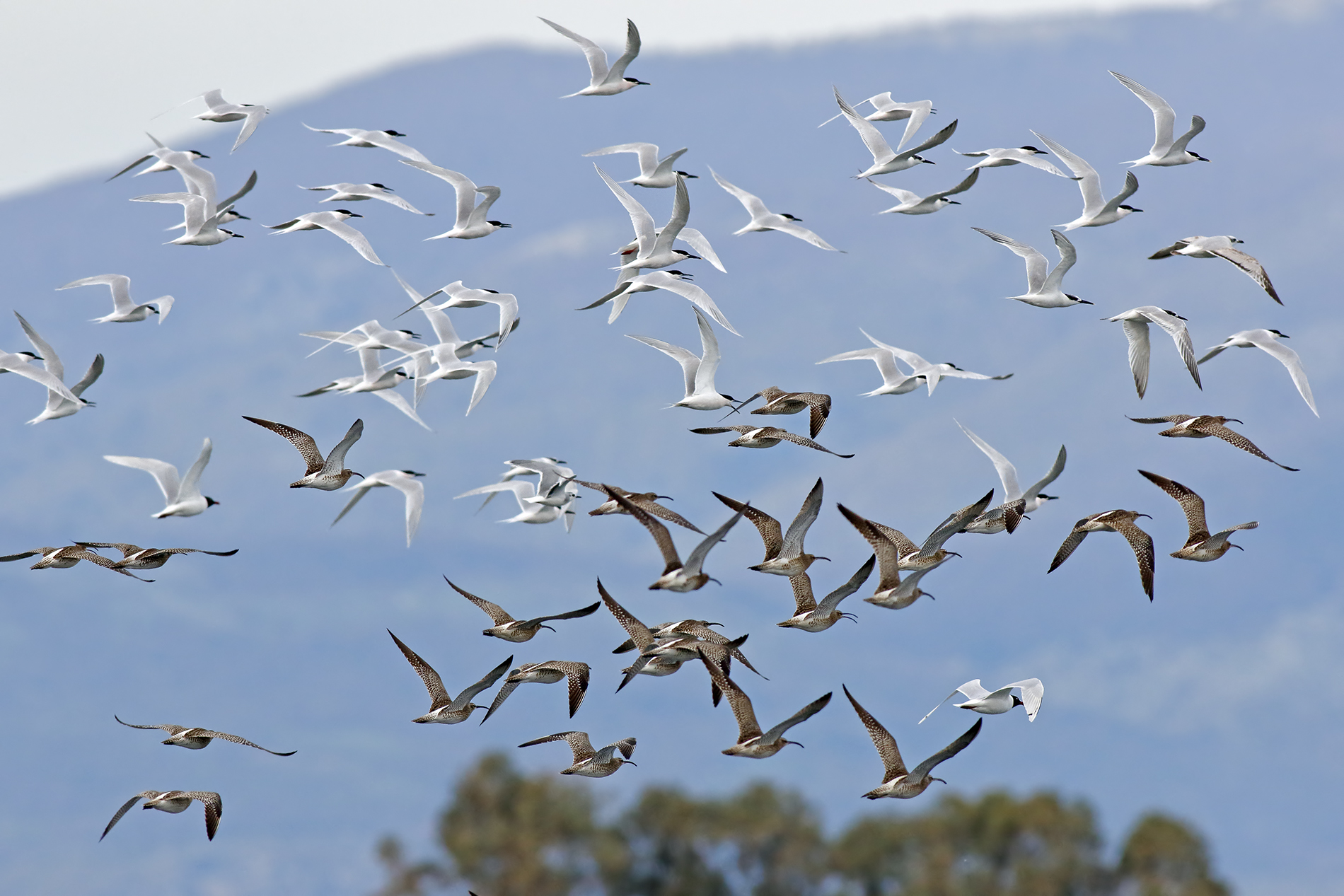 The migration of the sandwich tern and small curlews