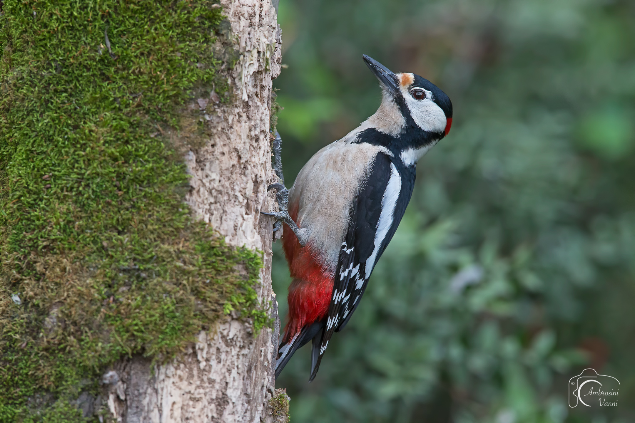 Il picchio nel muschio