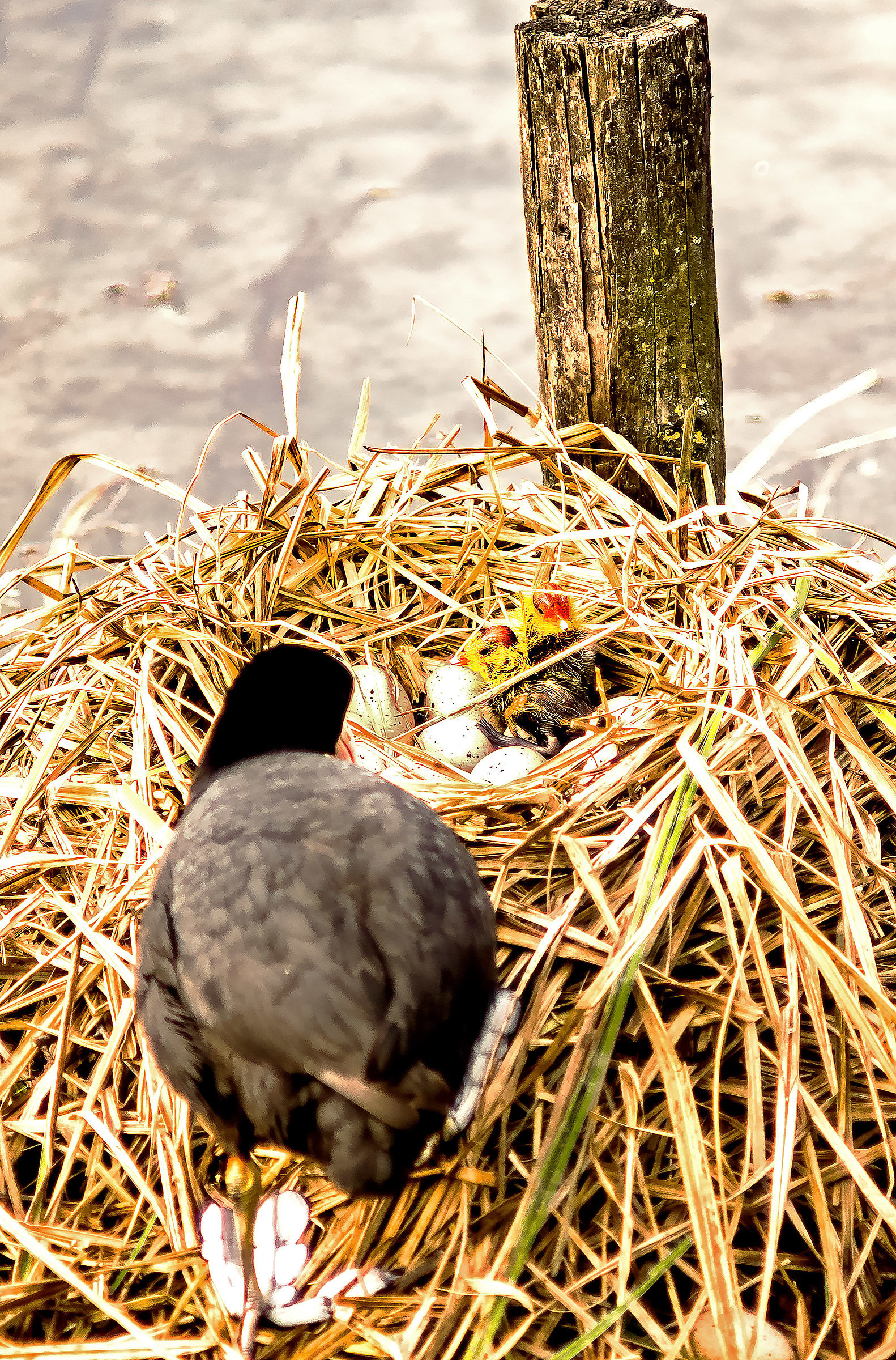 The first folagotti 2016