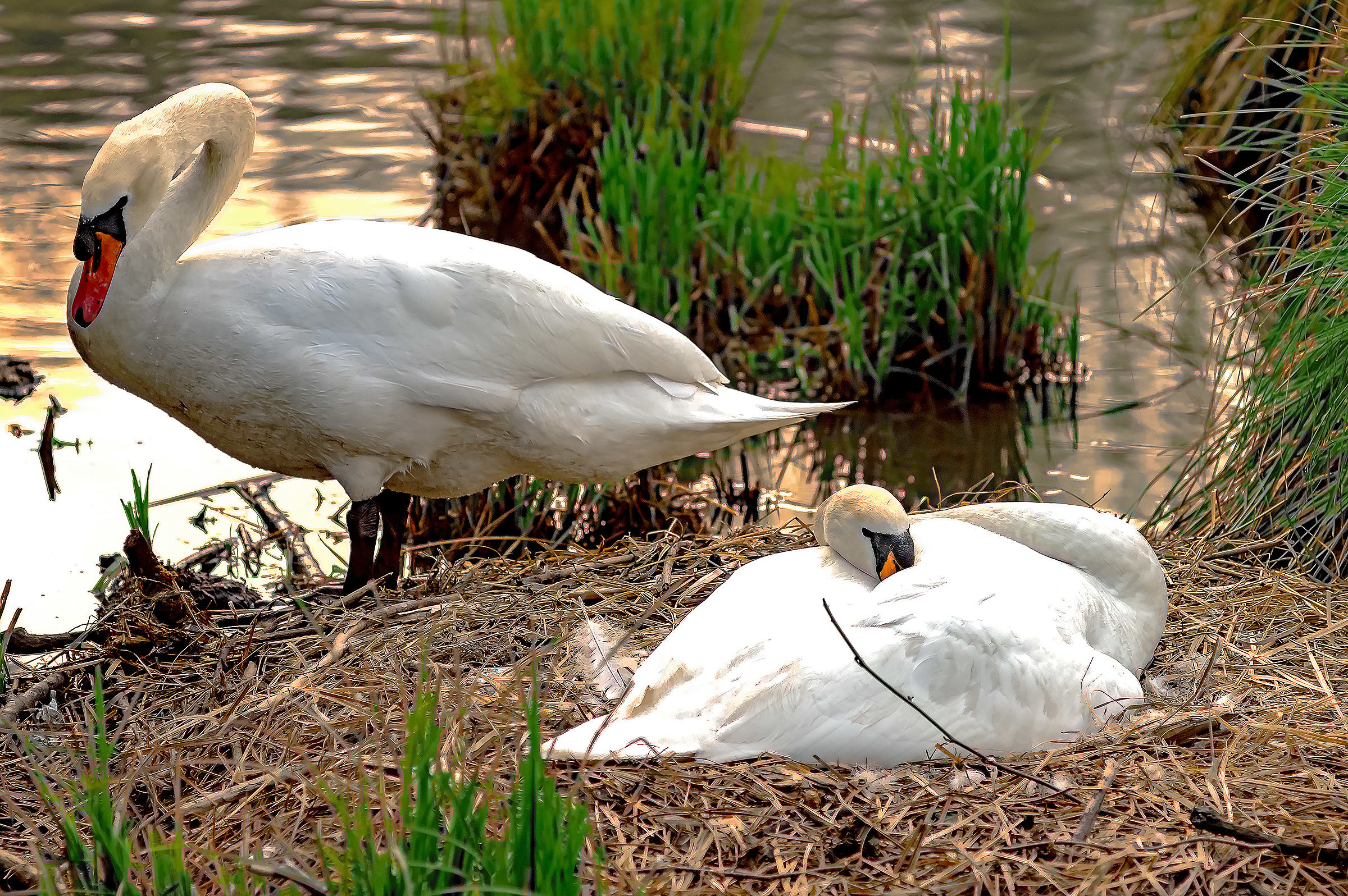The swans, meanwhile, are still waiting
