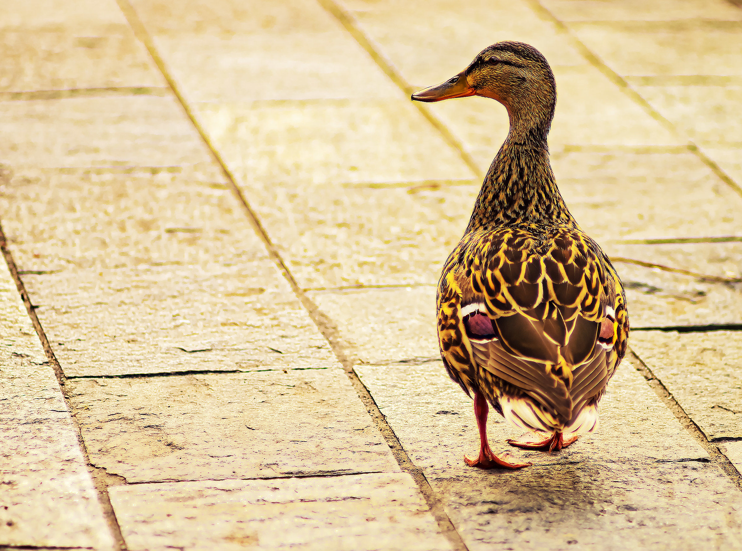 Signorinella a spasso per l'imbarcadero