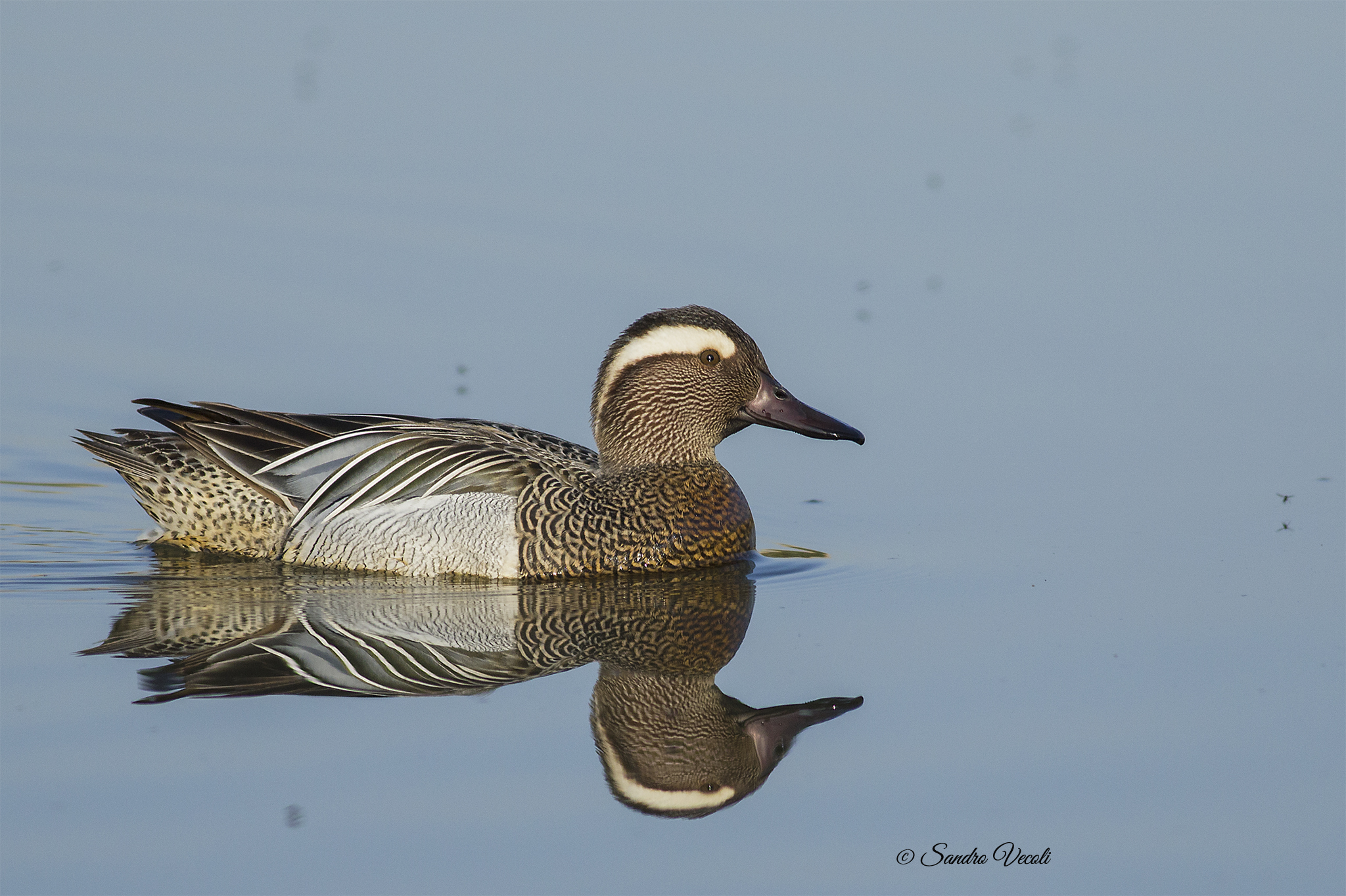 Reflections (Marzaiola)