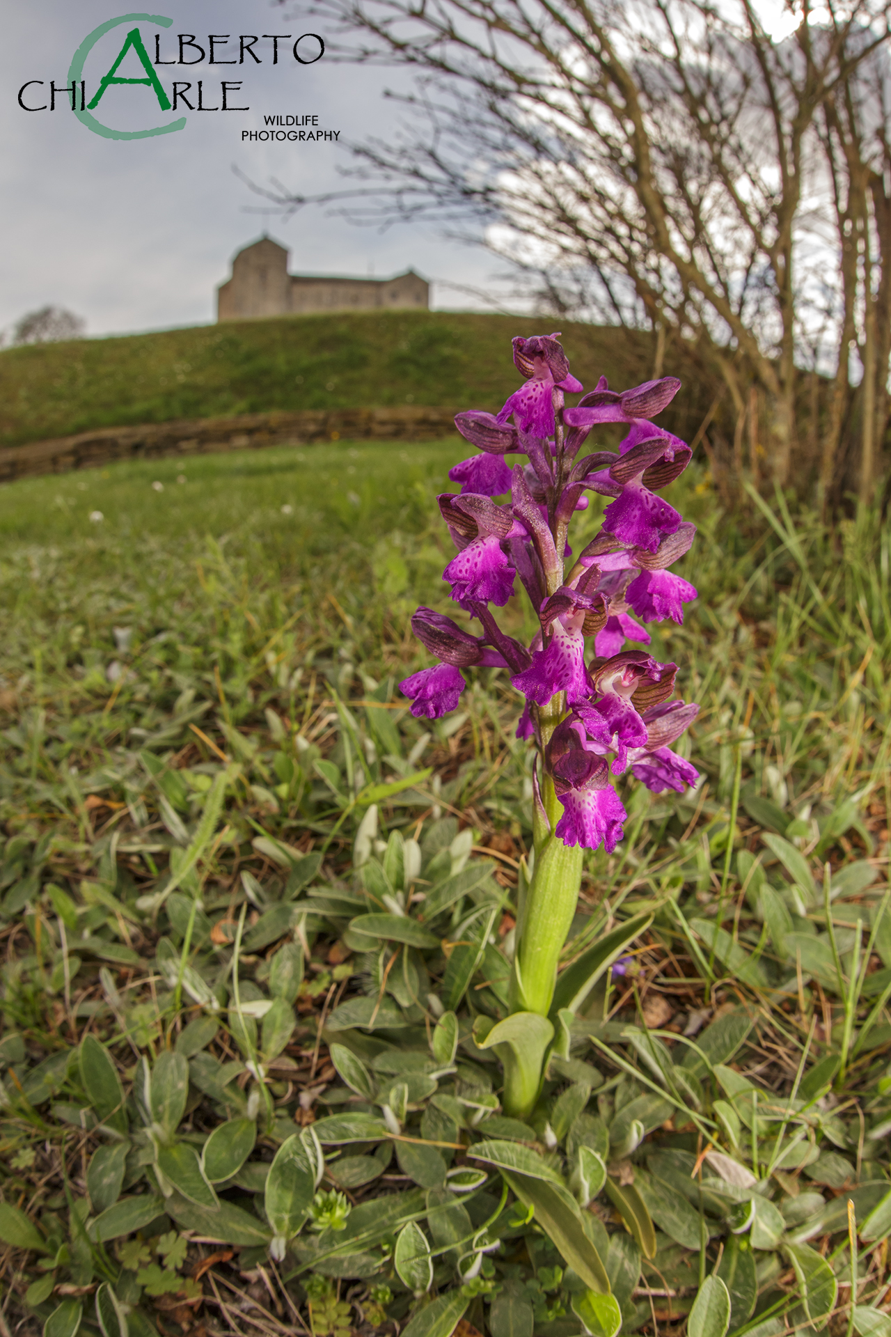 Anacamptis morio