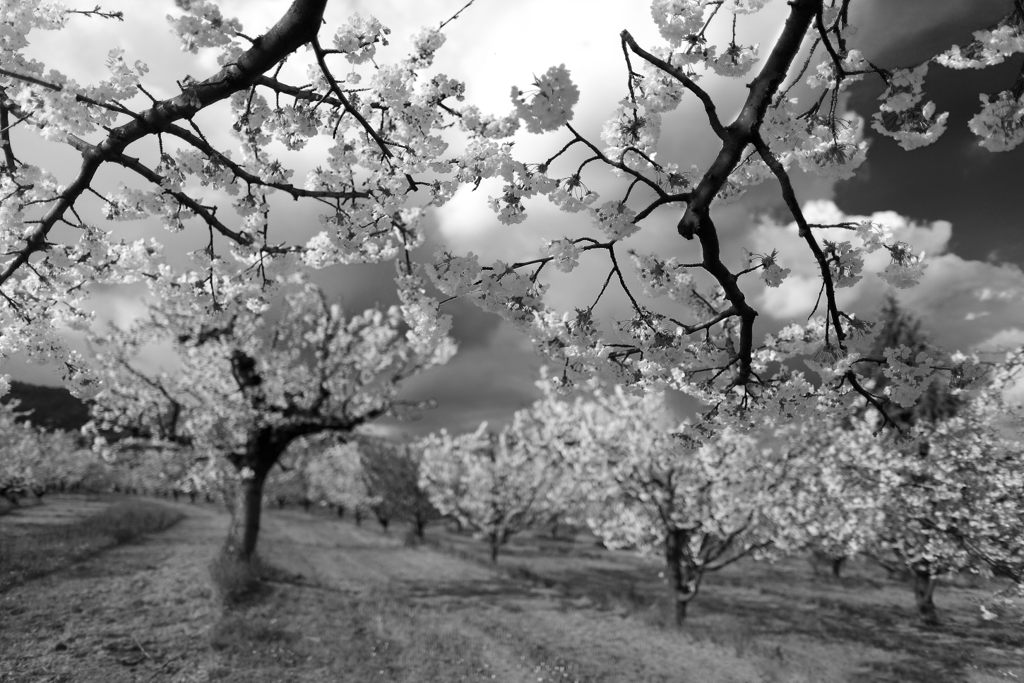 First test 24mm f 1.4