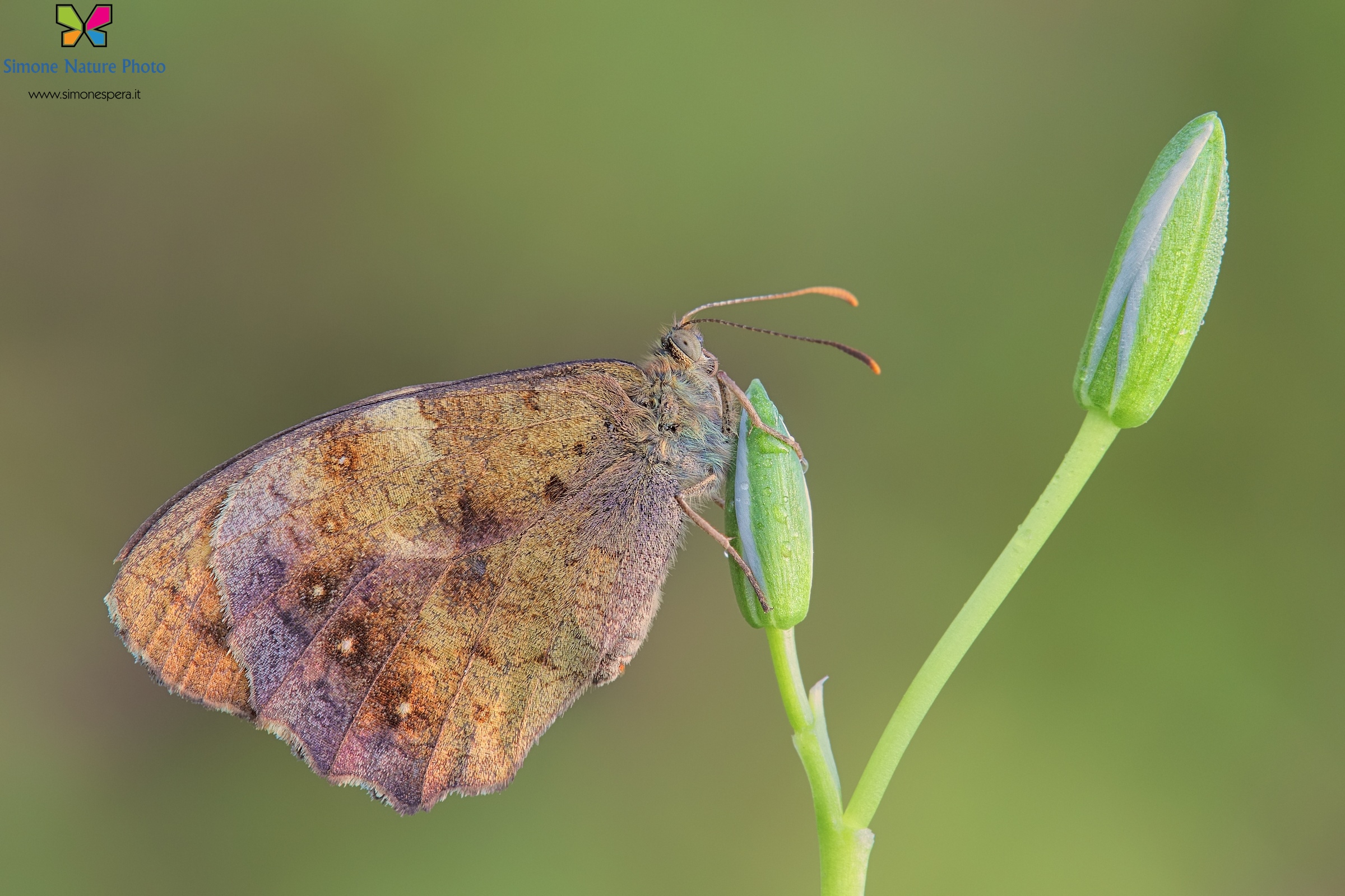 Pararge aegeria ....