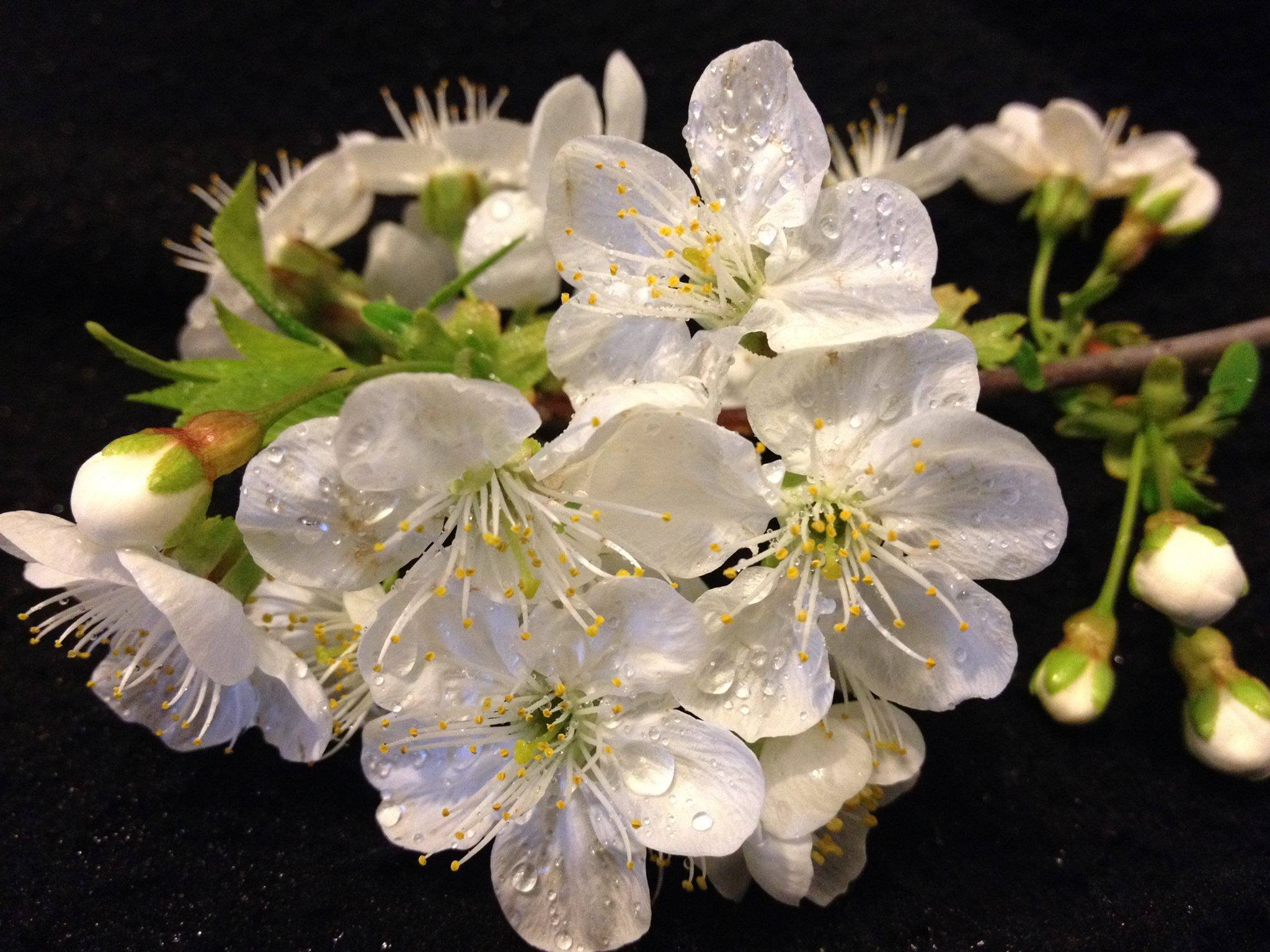 ramo di ciliegio fiorito