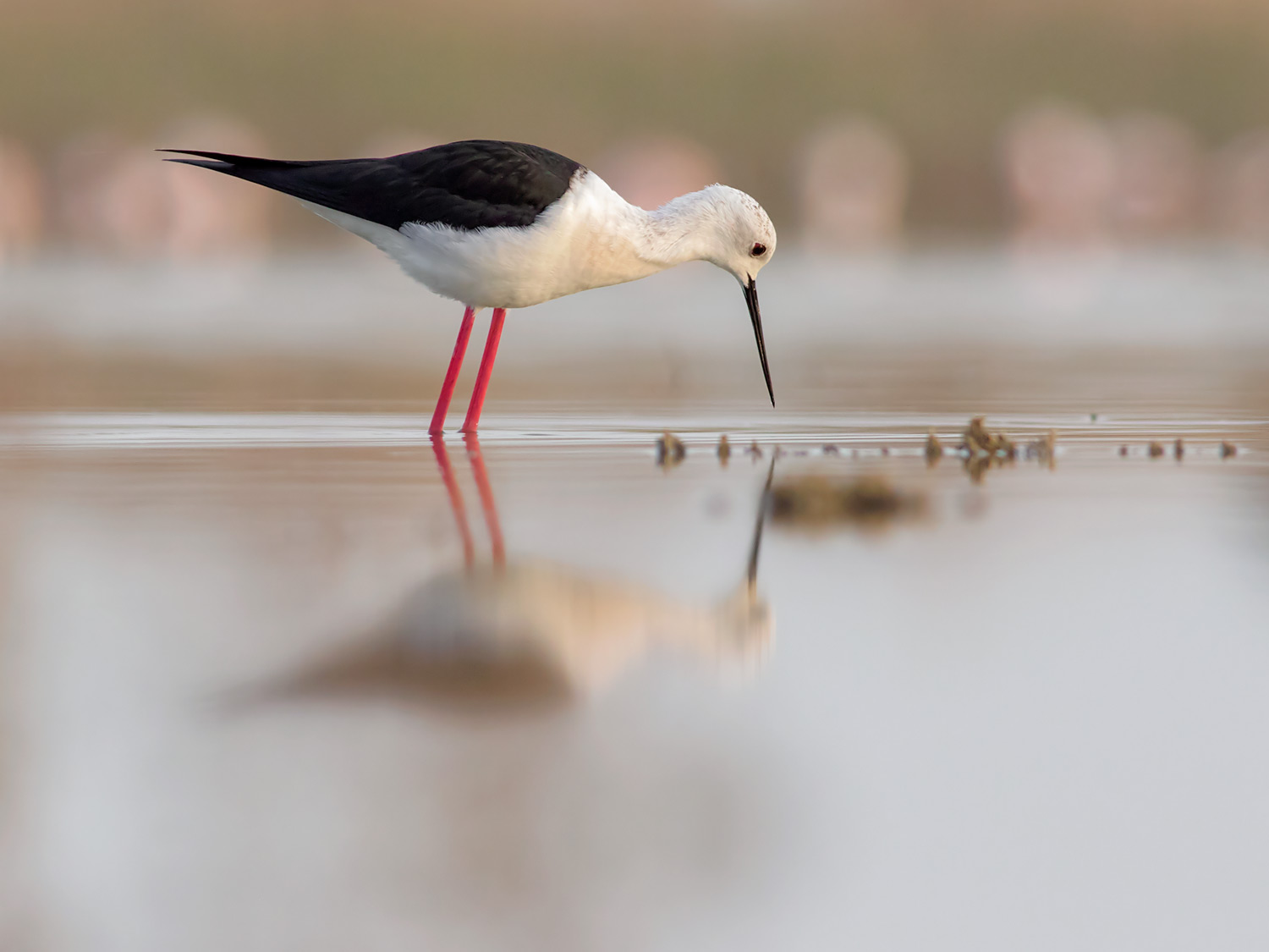 Himantopus specchiato