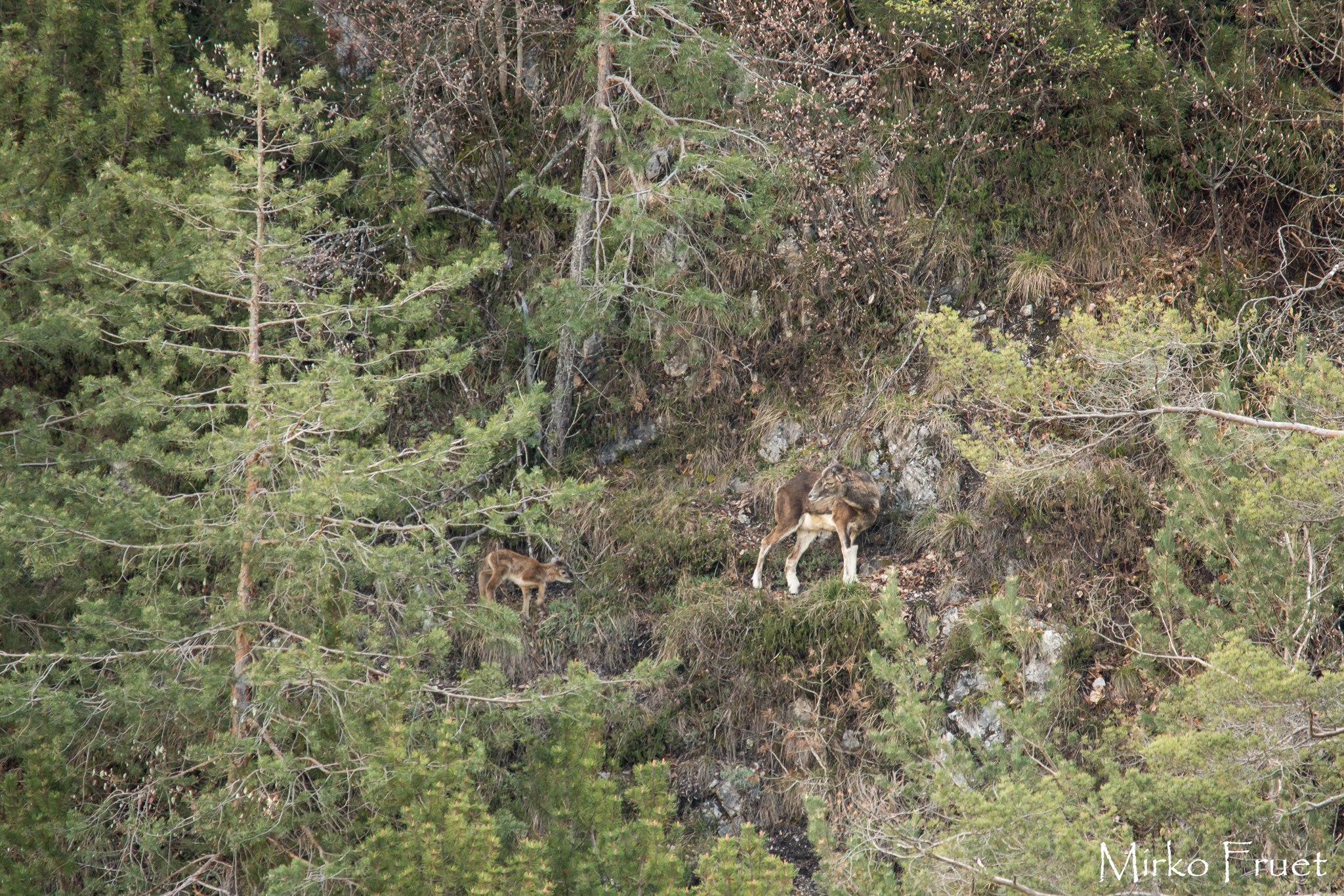 Mouflon female with small