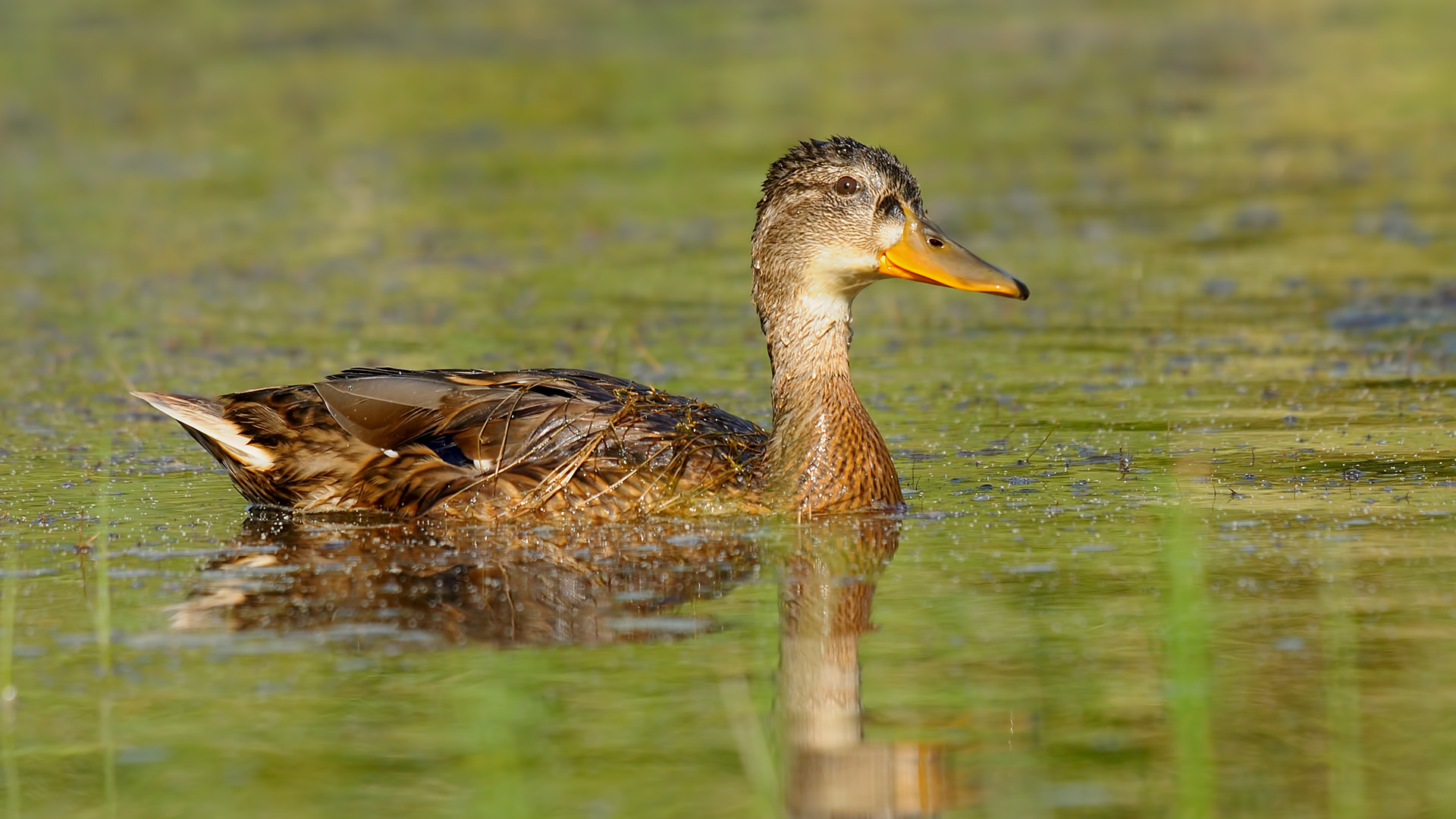 Anas platyrhynchos » Mallard