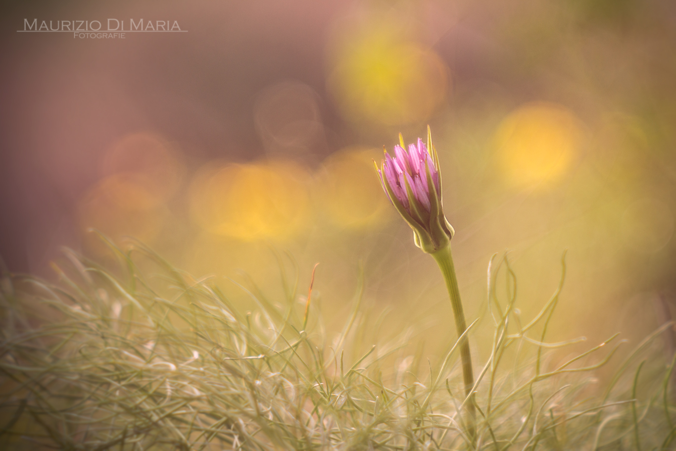 Small floral tribute