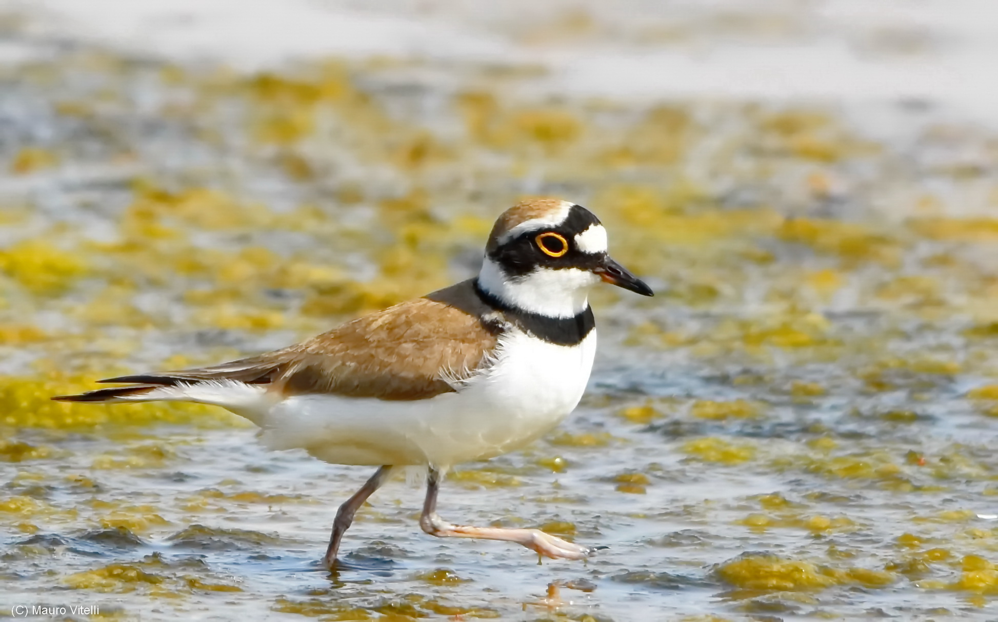 little Ringed Plover