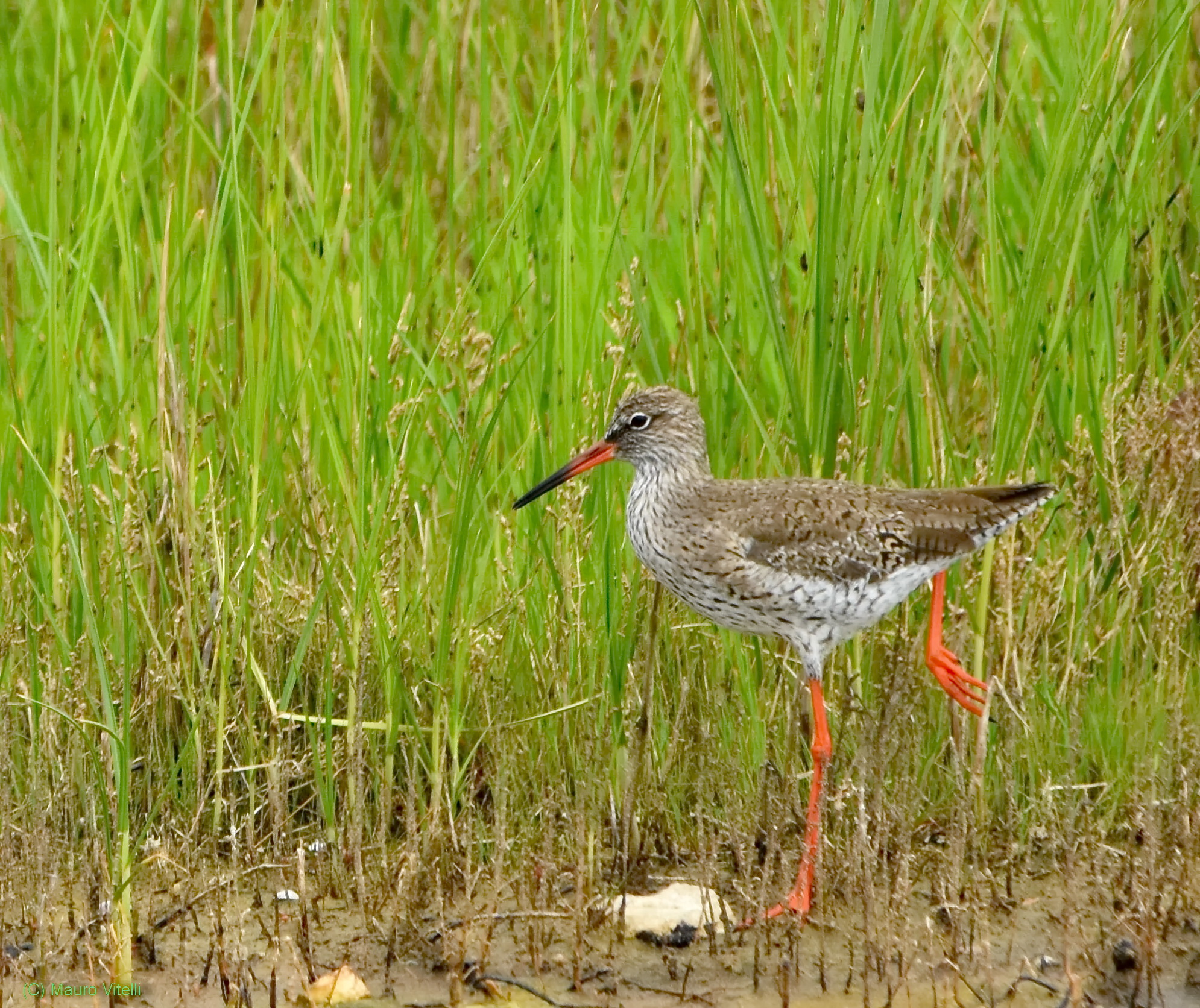 Redshank