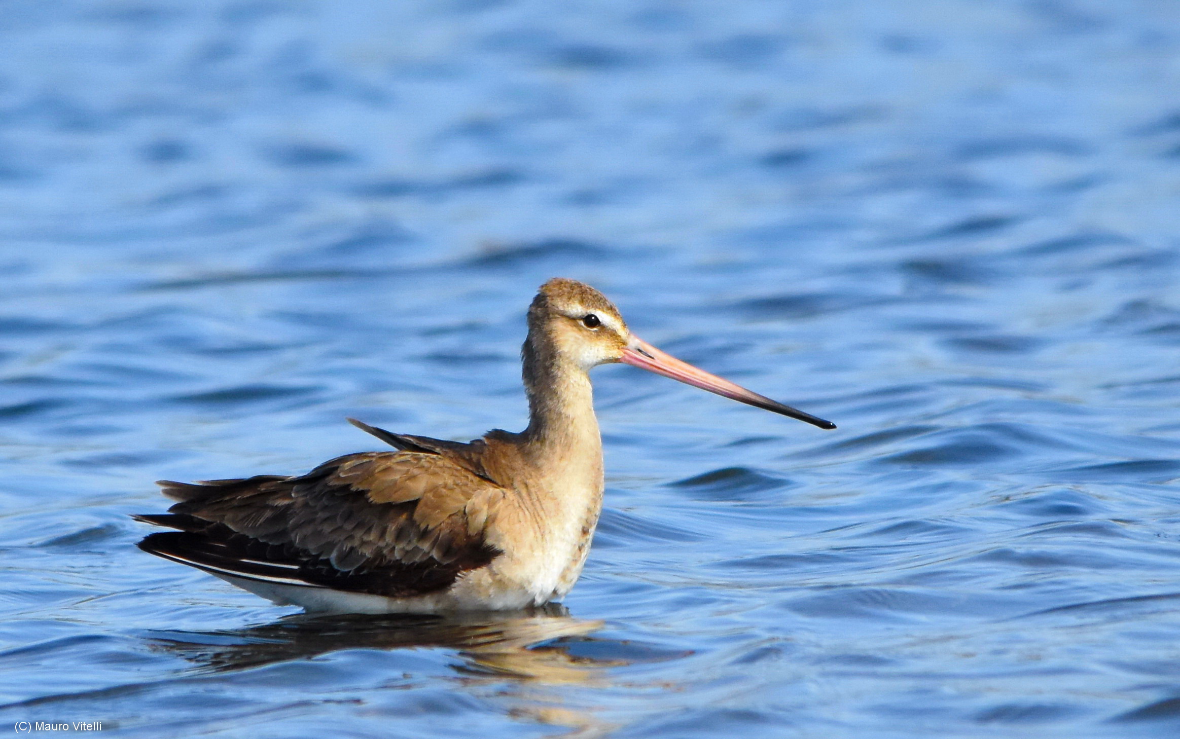 Godwit Hudson (Hudsonian Godwit)
