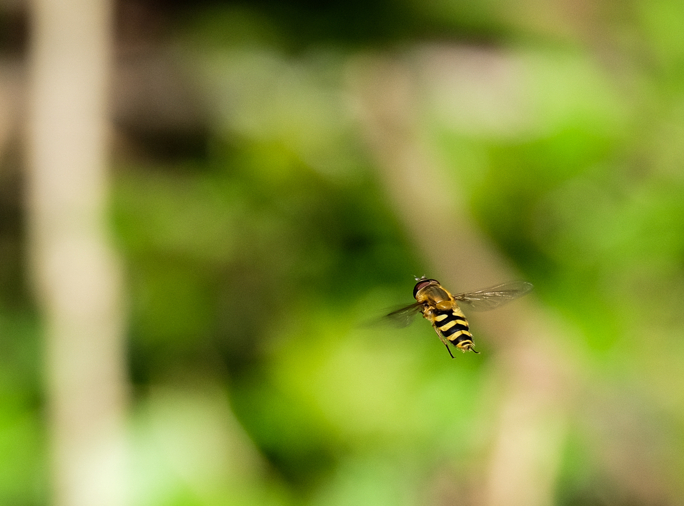 Fluttering in Spring