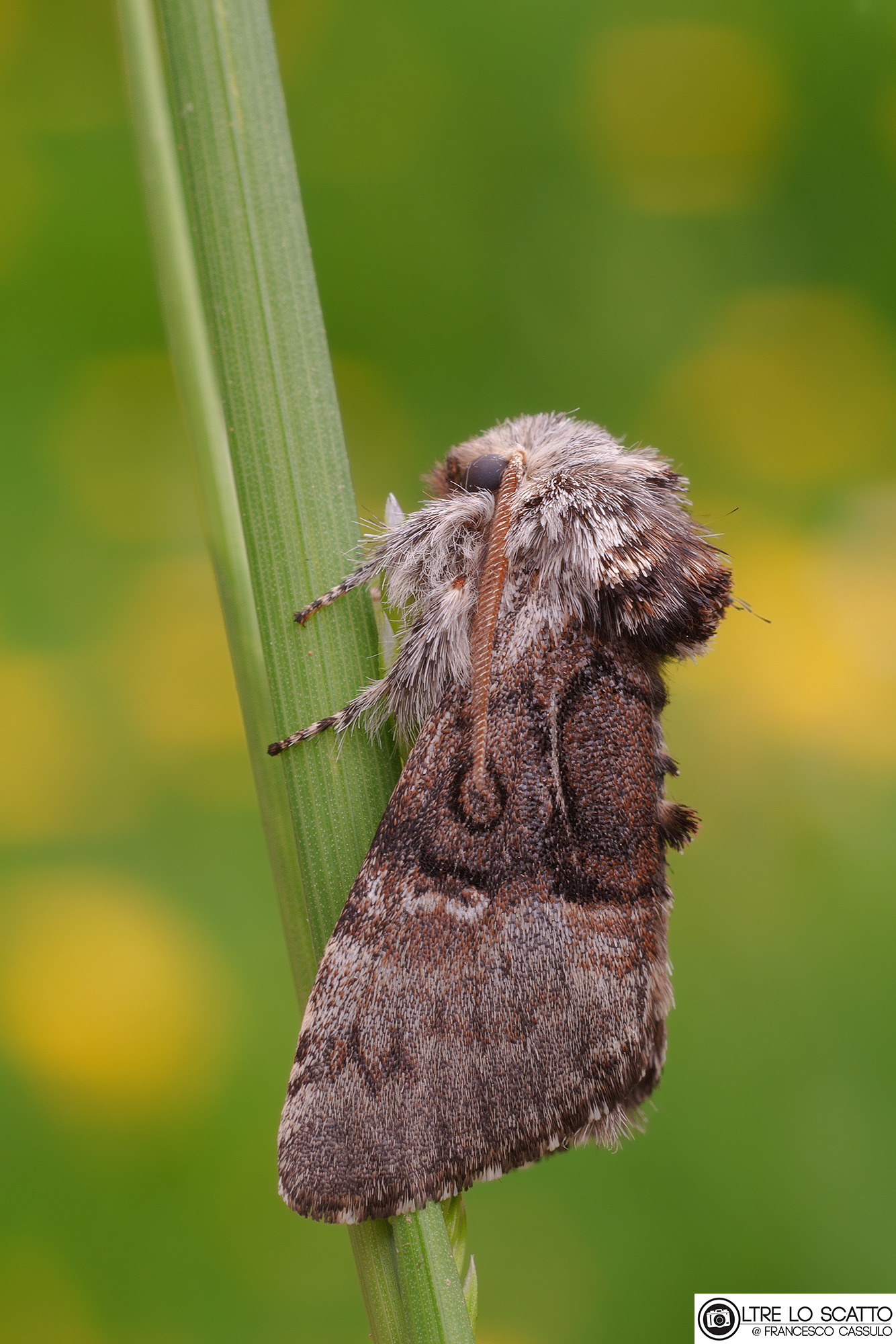 Colocasia coryli (Linnaeus, 1758)