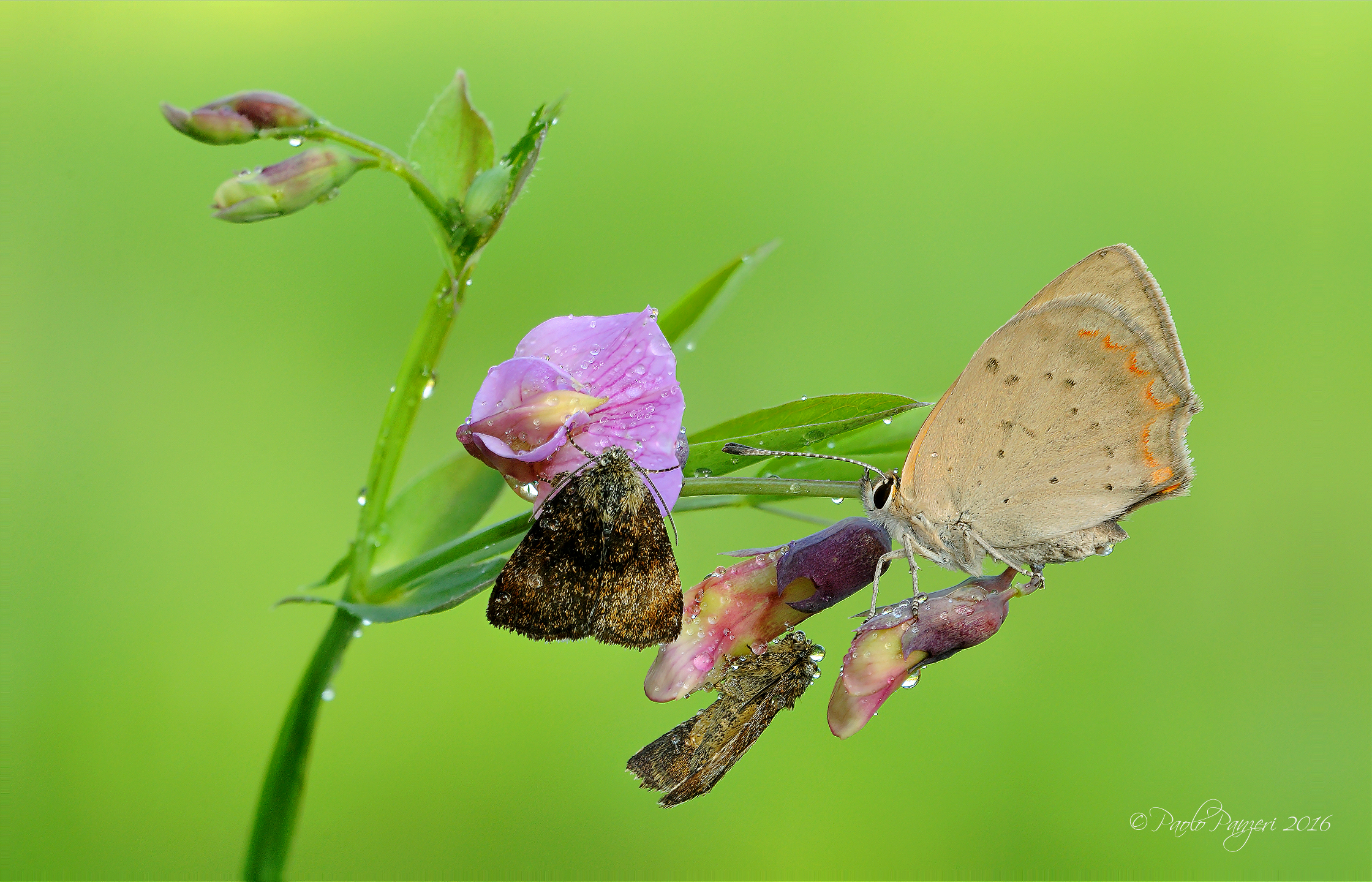The colors of spring