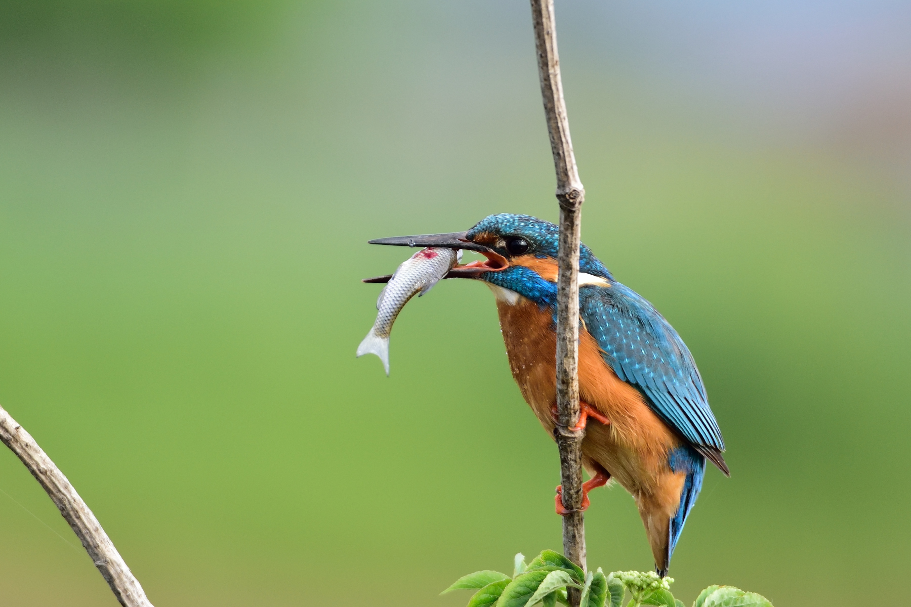 Martin male fisherman