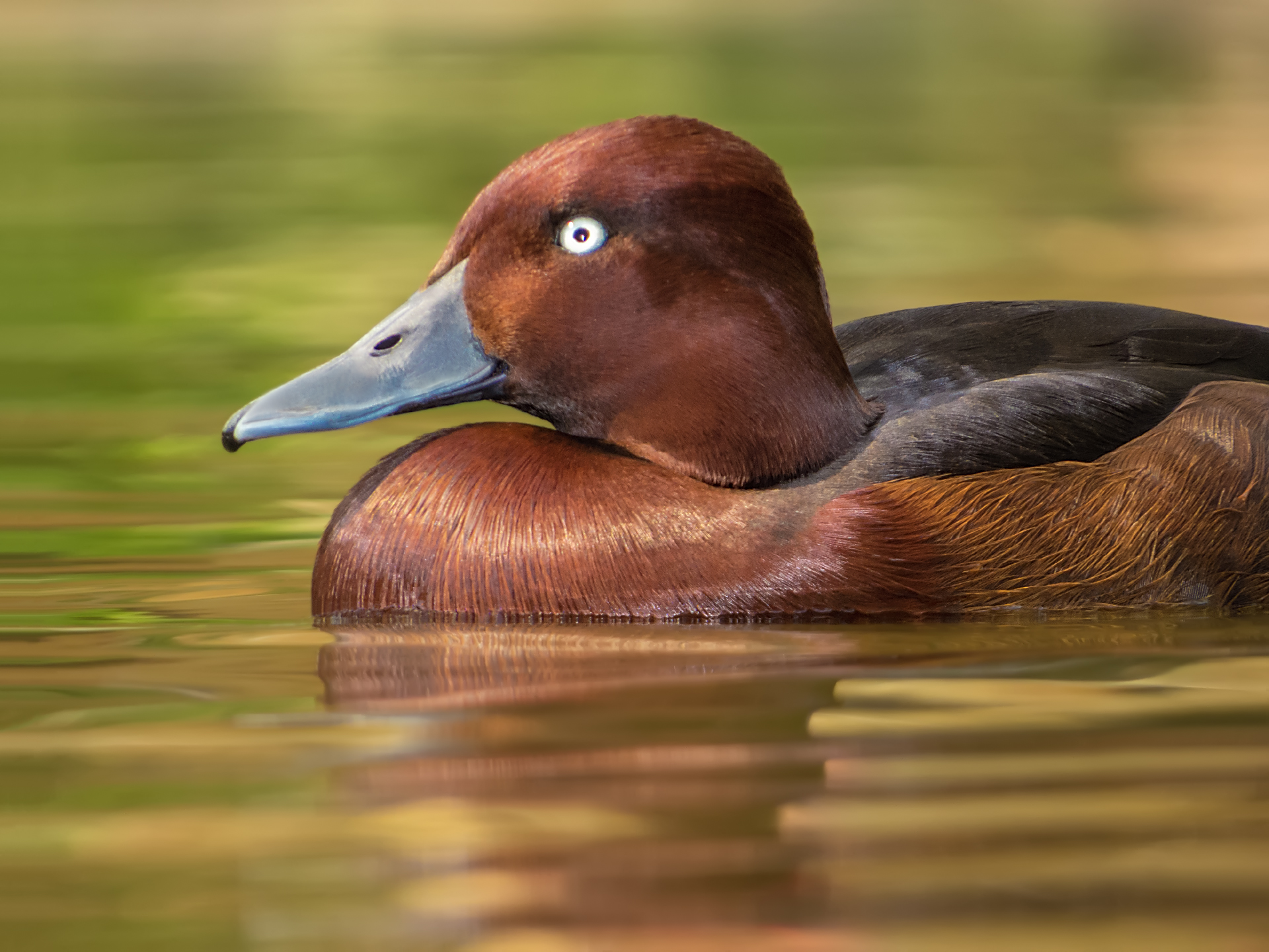Ferruginous Duck - Male