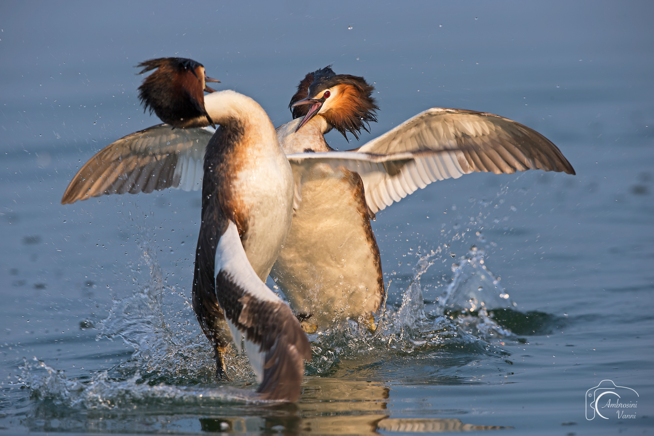 The struggle of Loons