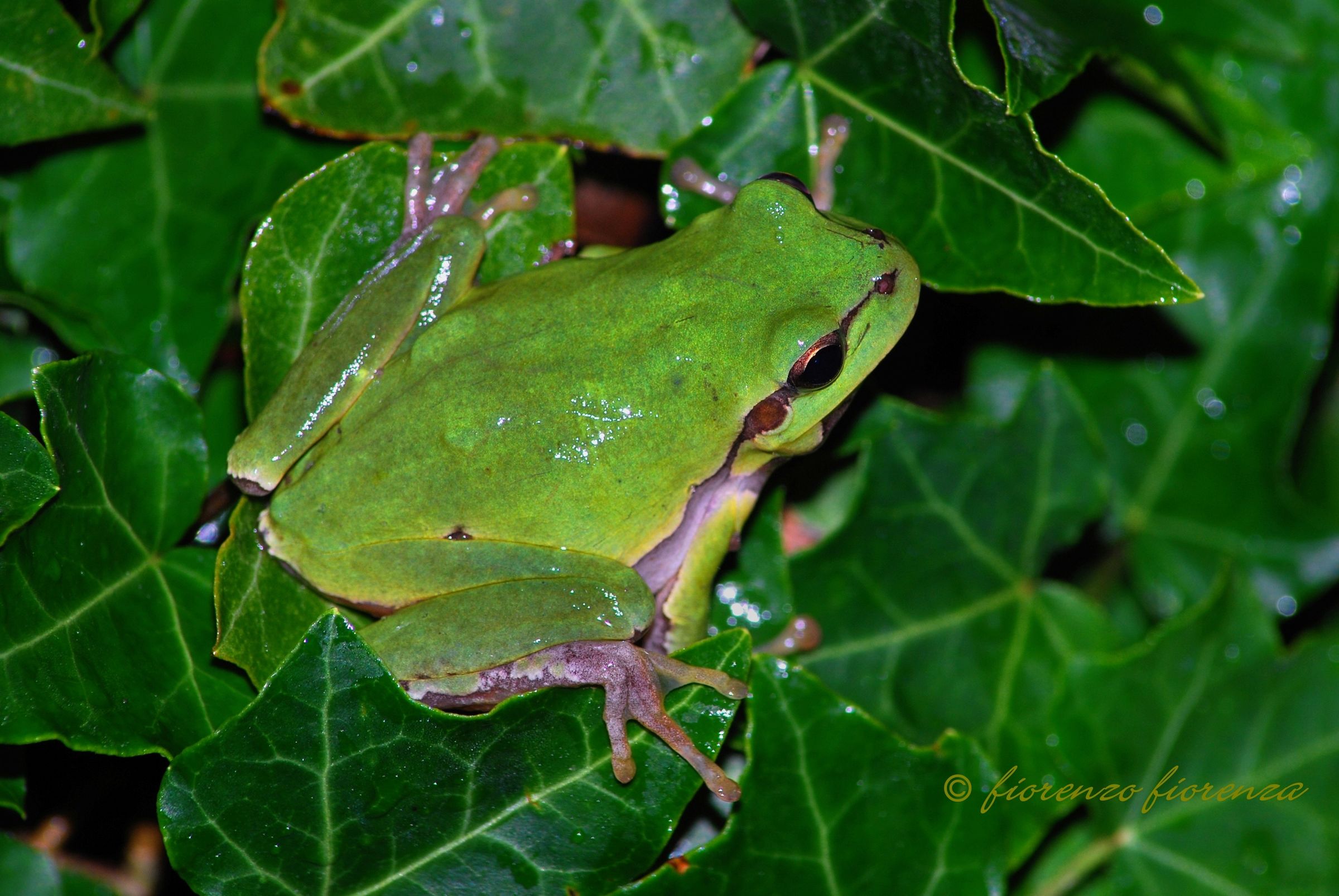 treefrog