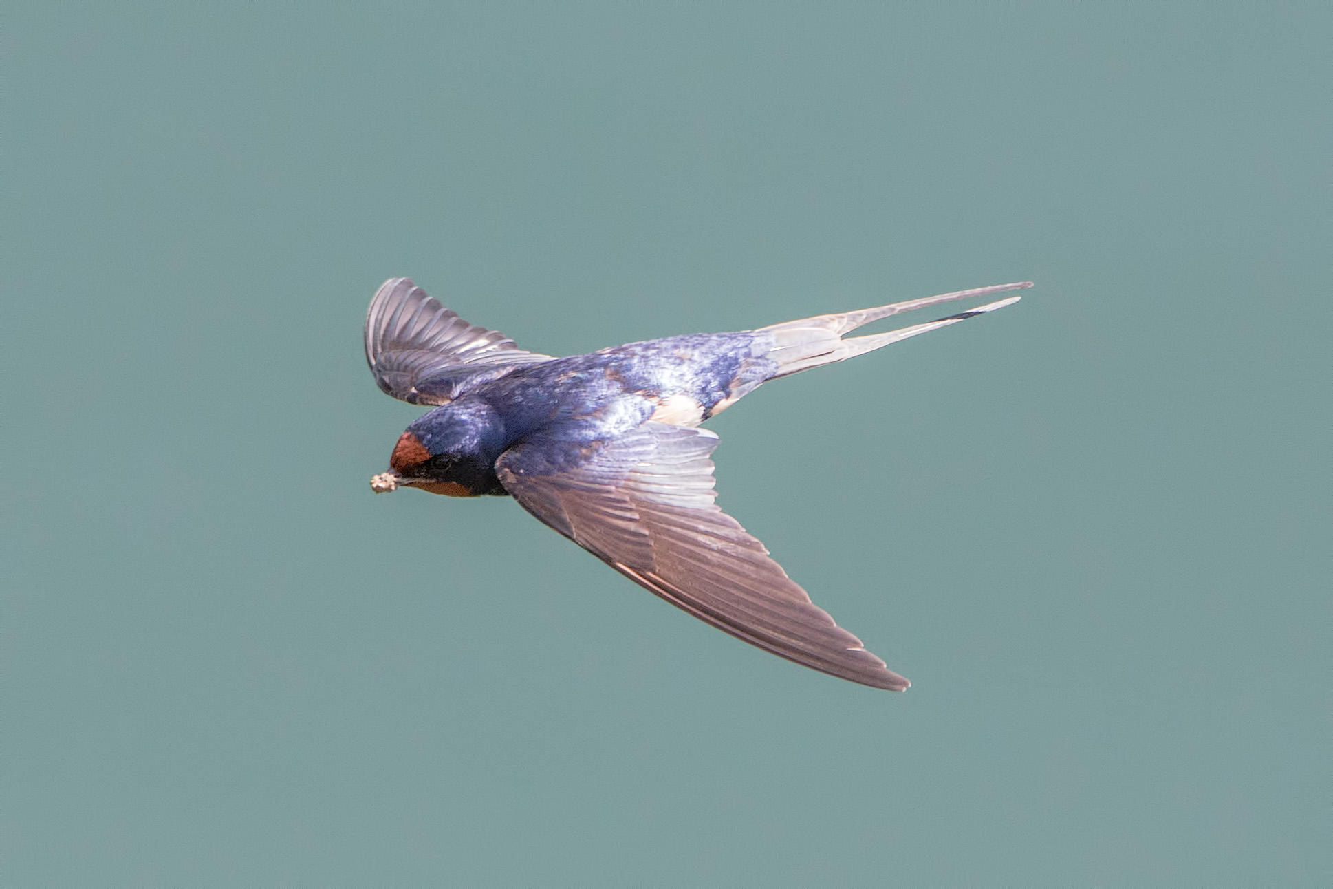 Finally spring - swallows that nest