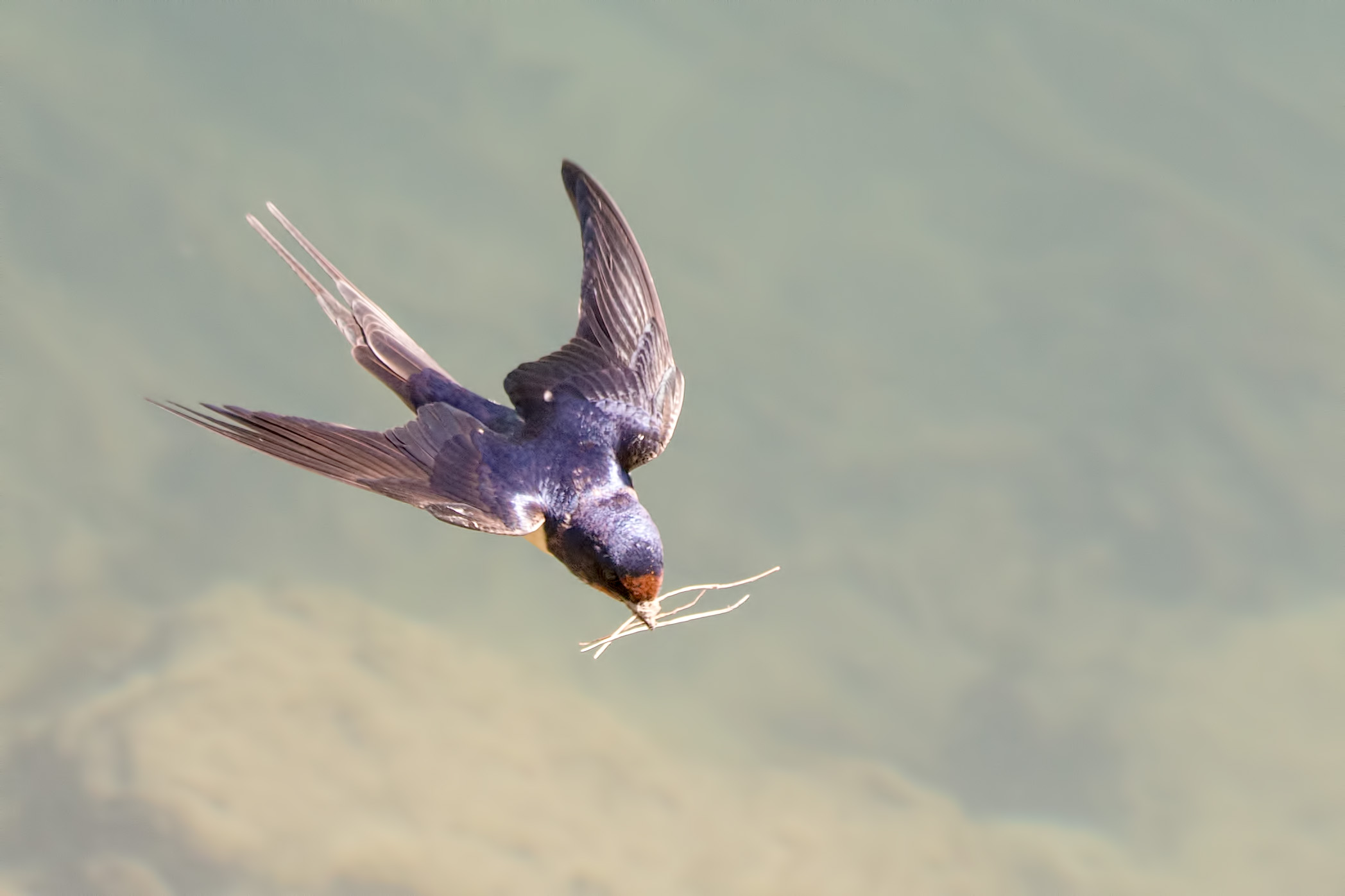 Finally spring - swallows that nest