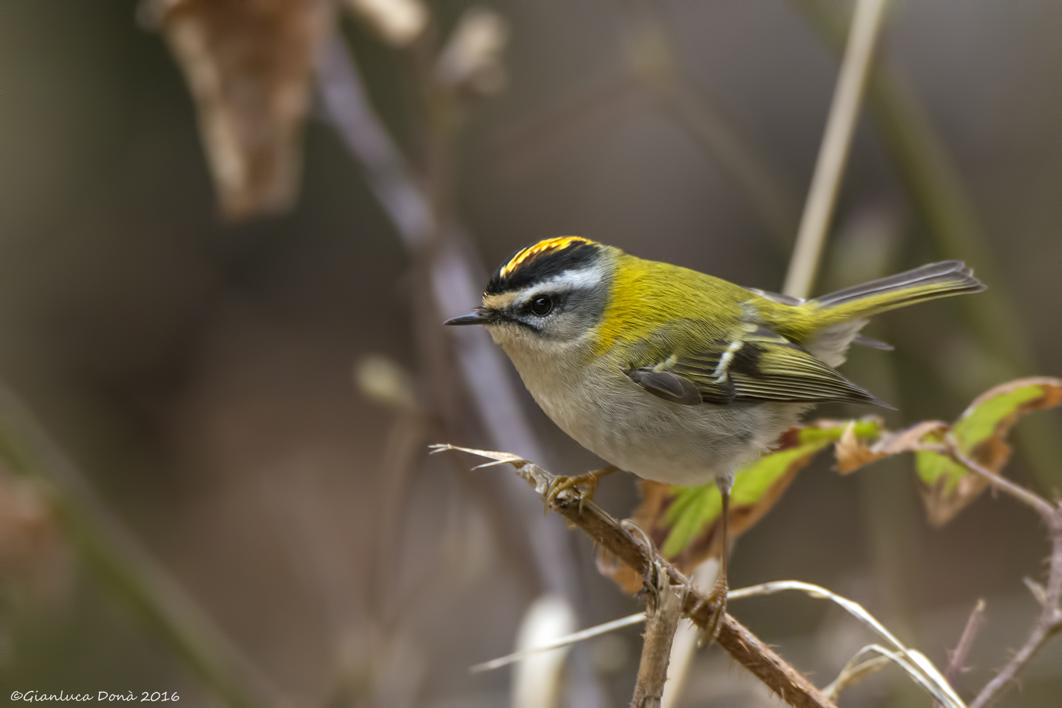 Firecrest