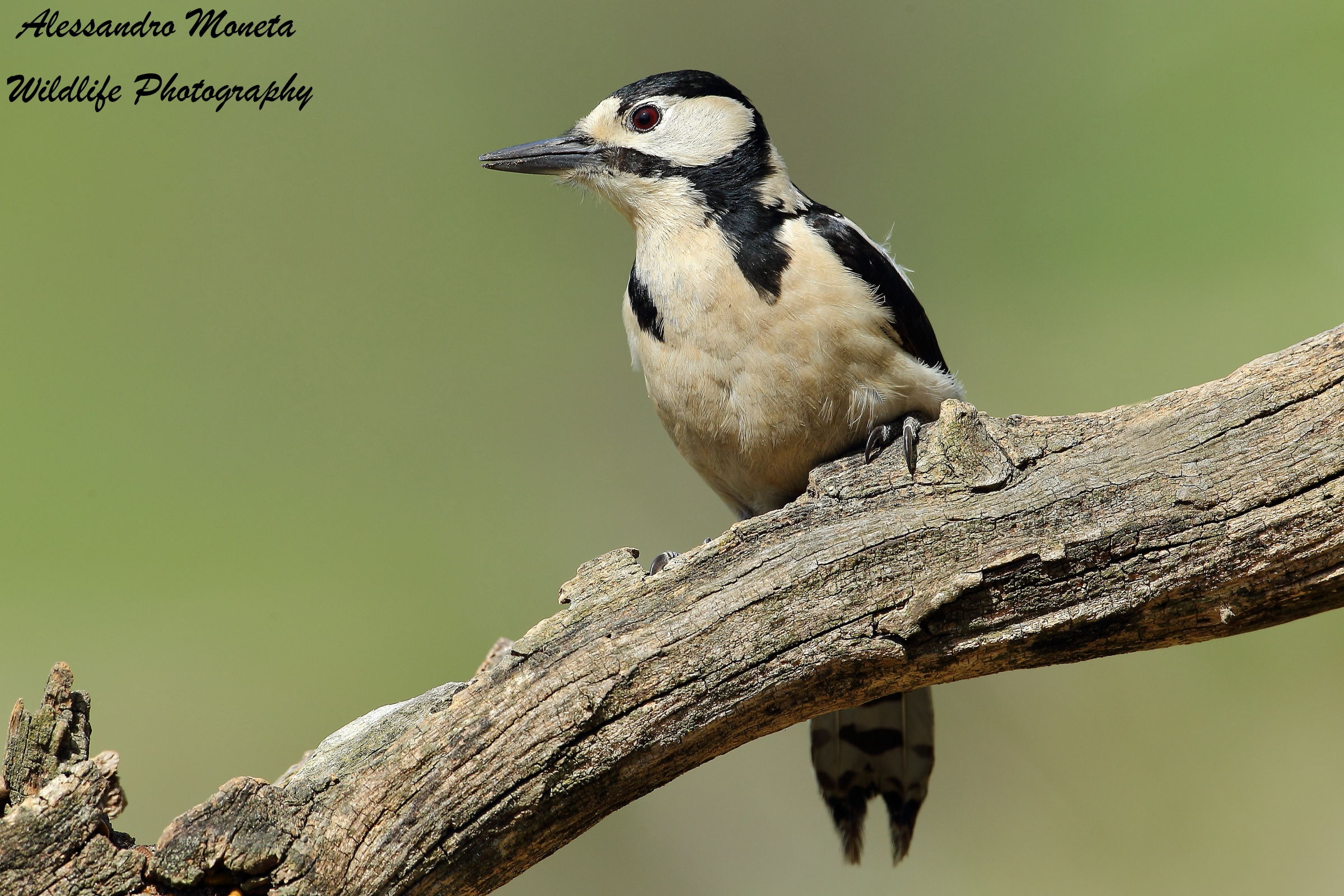 Spotted Woodpecker Female