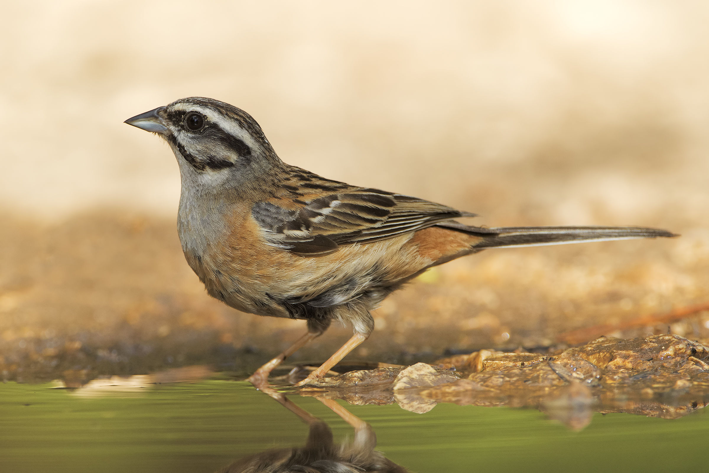Rock Bunting