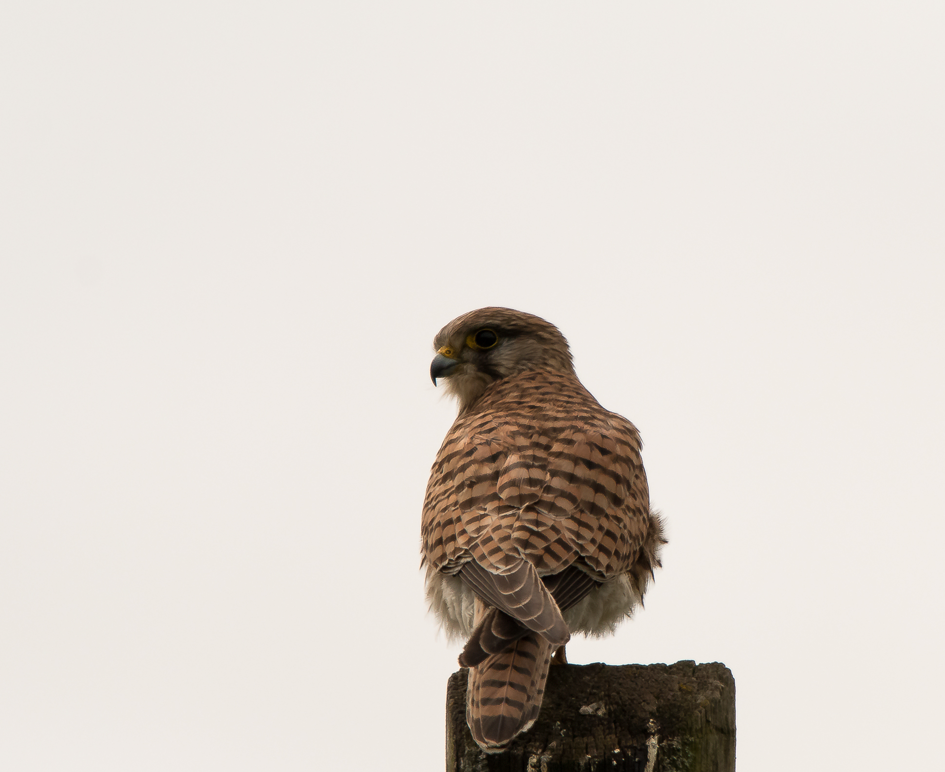 Il mio primo gheppio