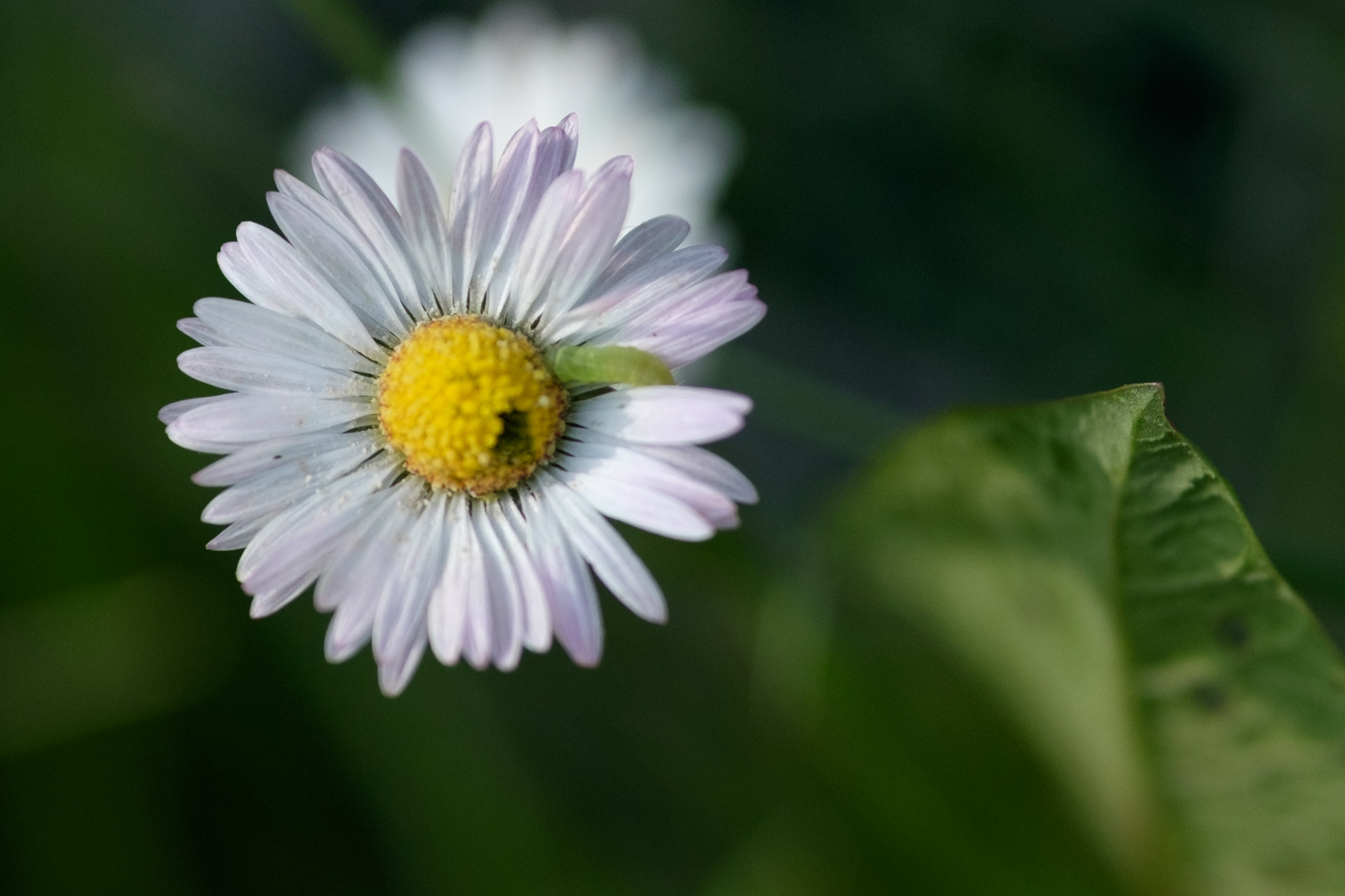 Daisy with caterpillar
