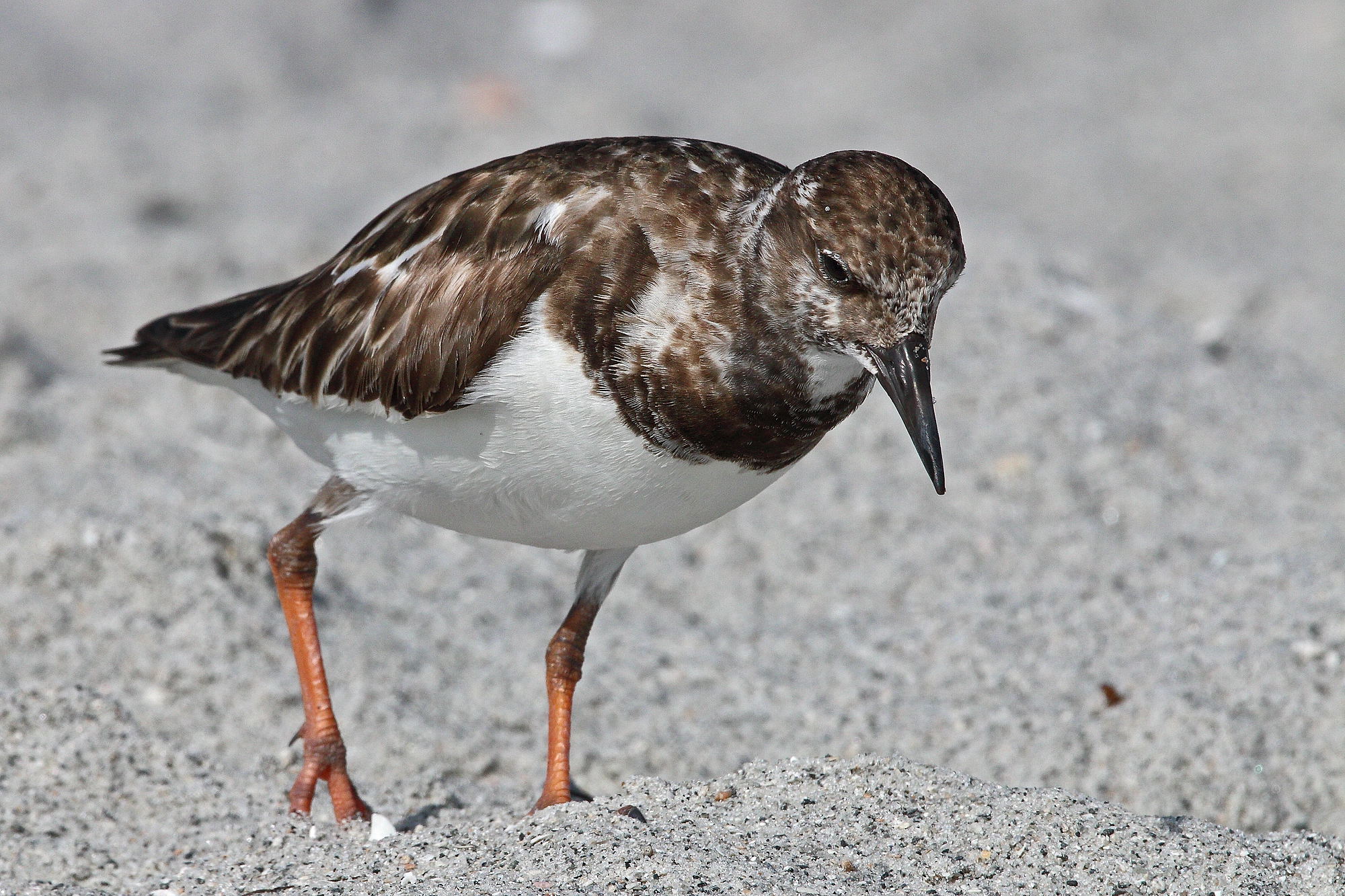 Turnstone