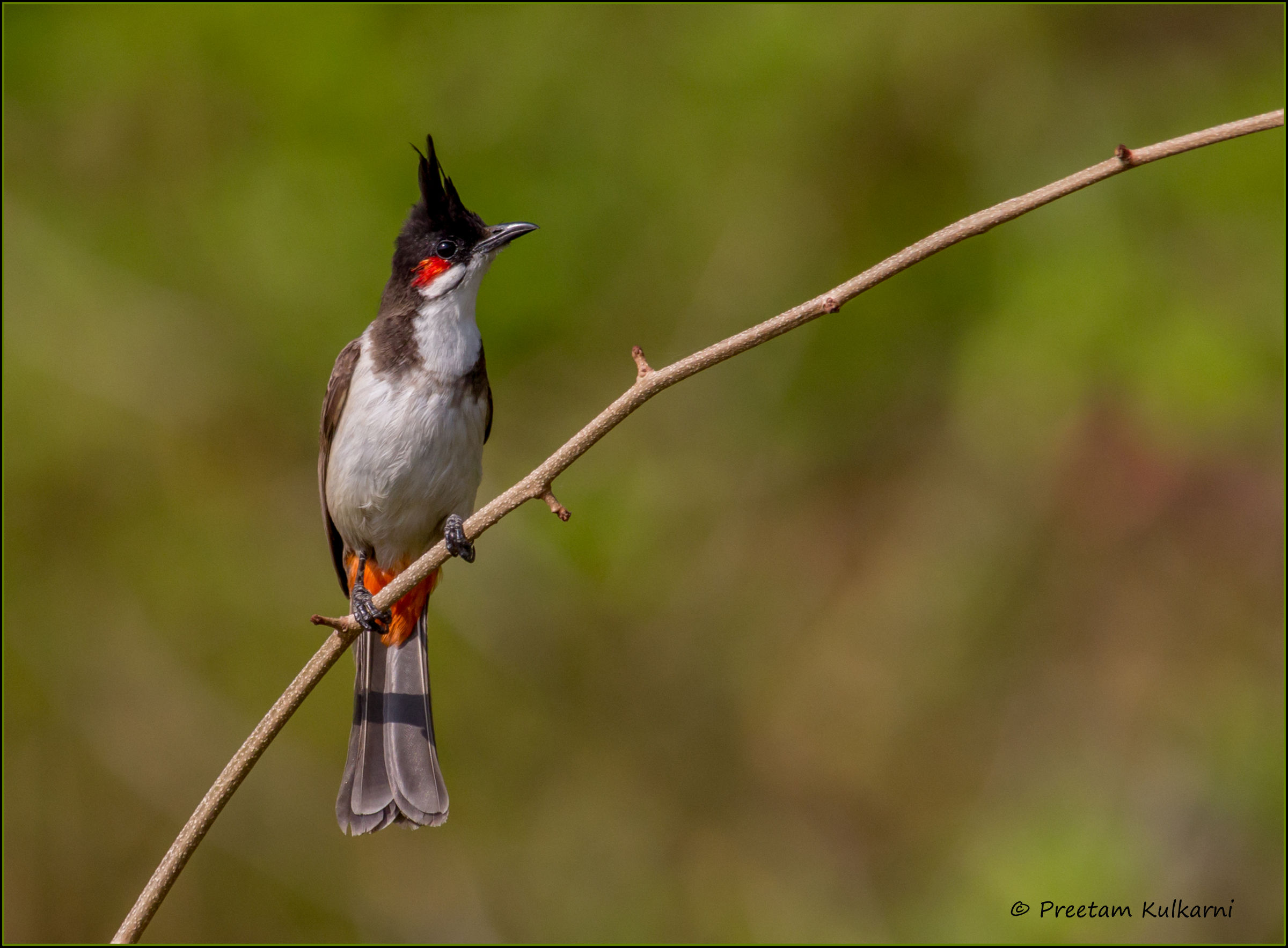 red whiskered bulbul