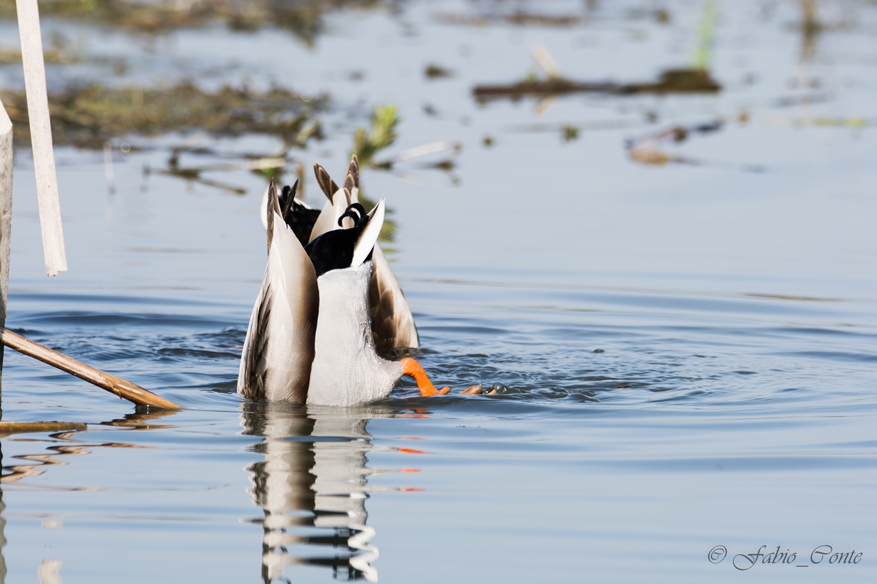 Sono timido e mi nascondo...