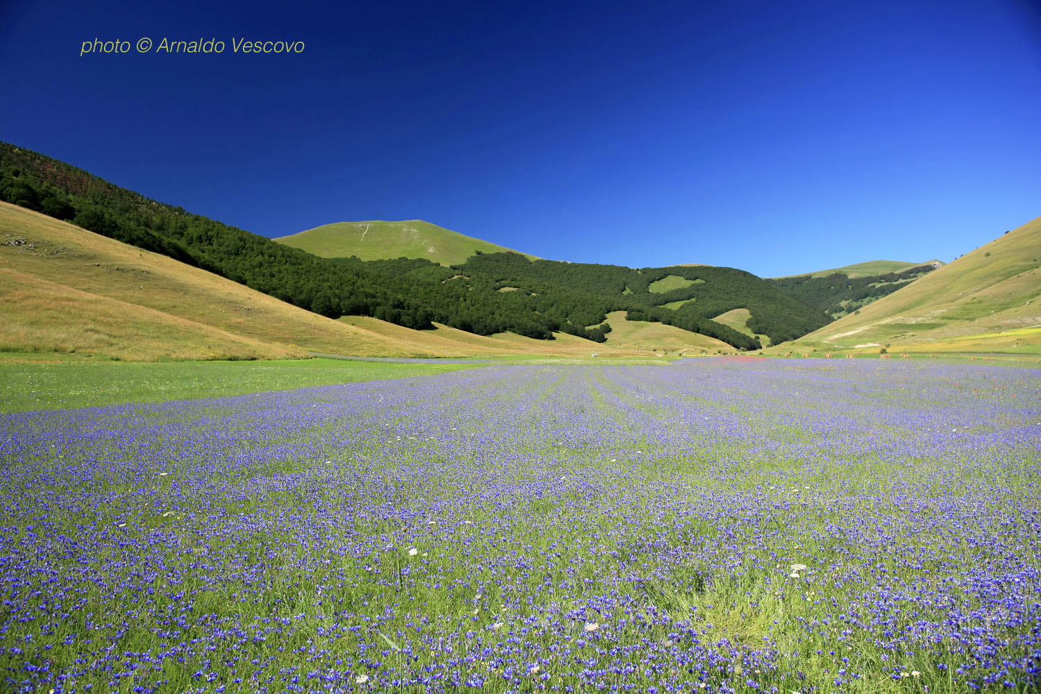 Piani di Castelluccio di Norcia