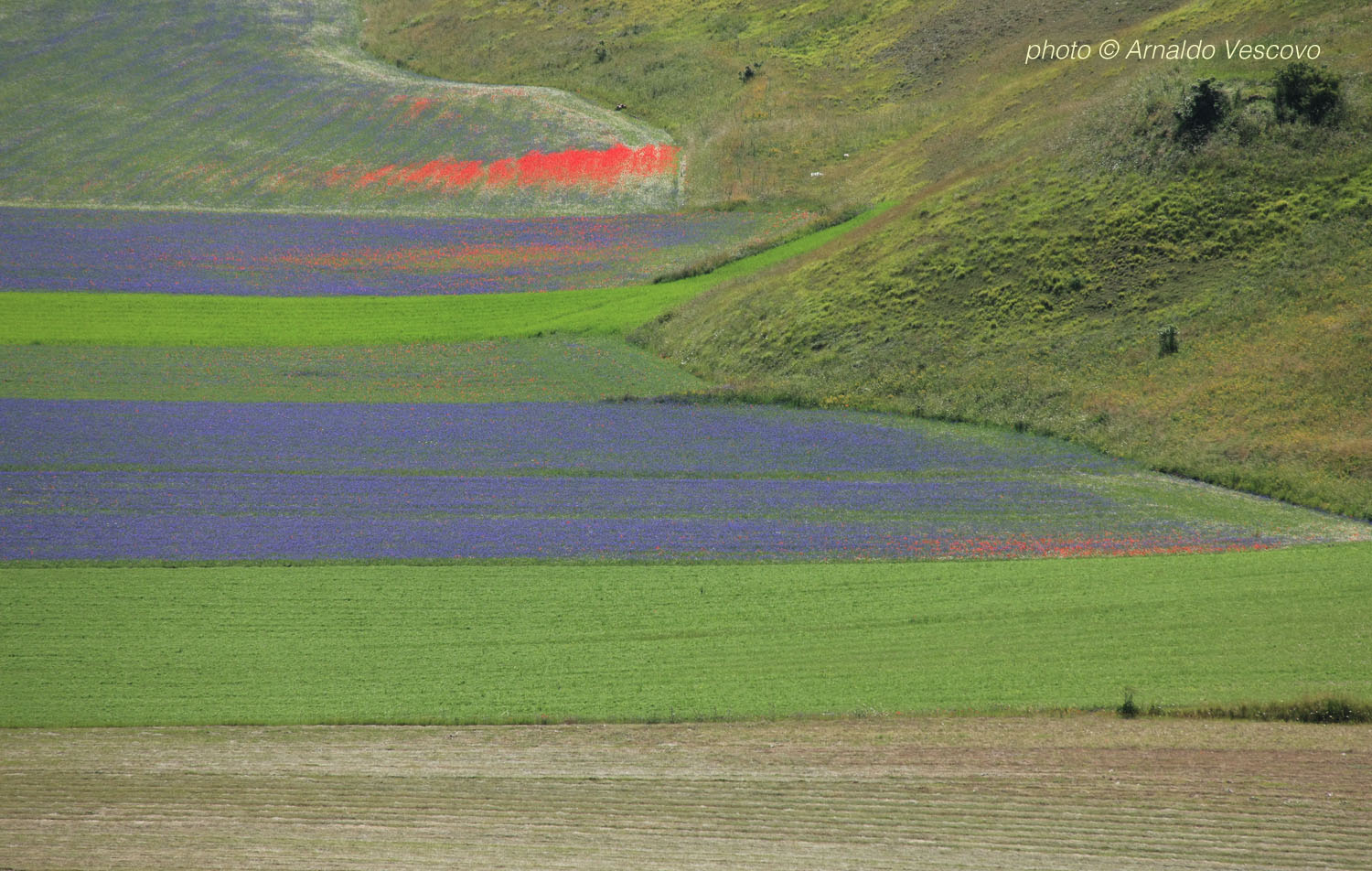 Piani di Castelluccio di Norcia
