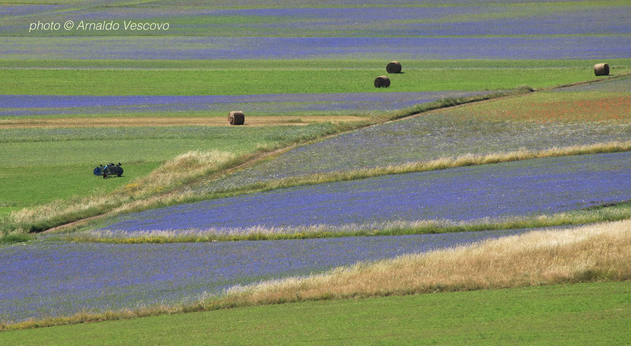 Piani di Castelluccio di Norcia