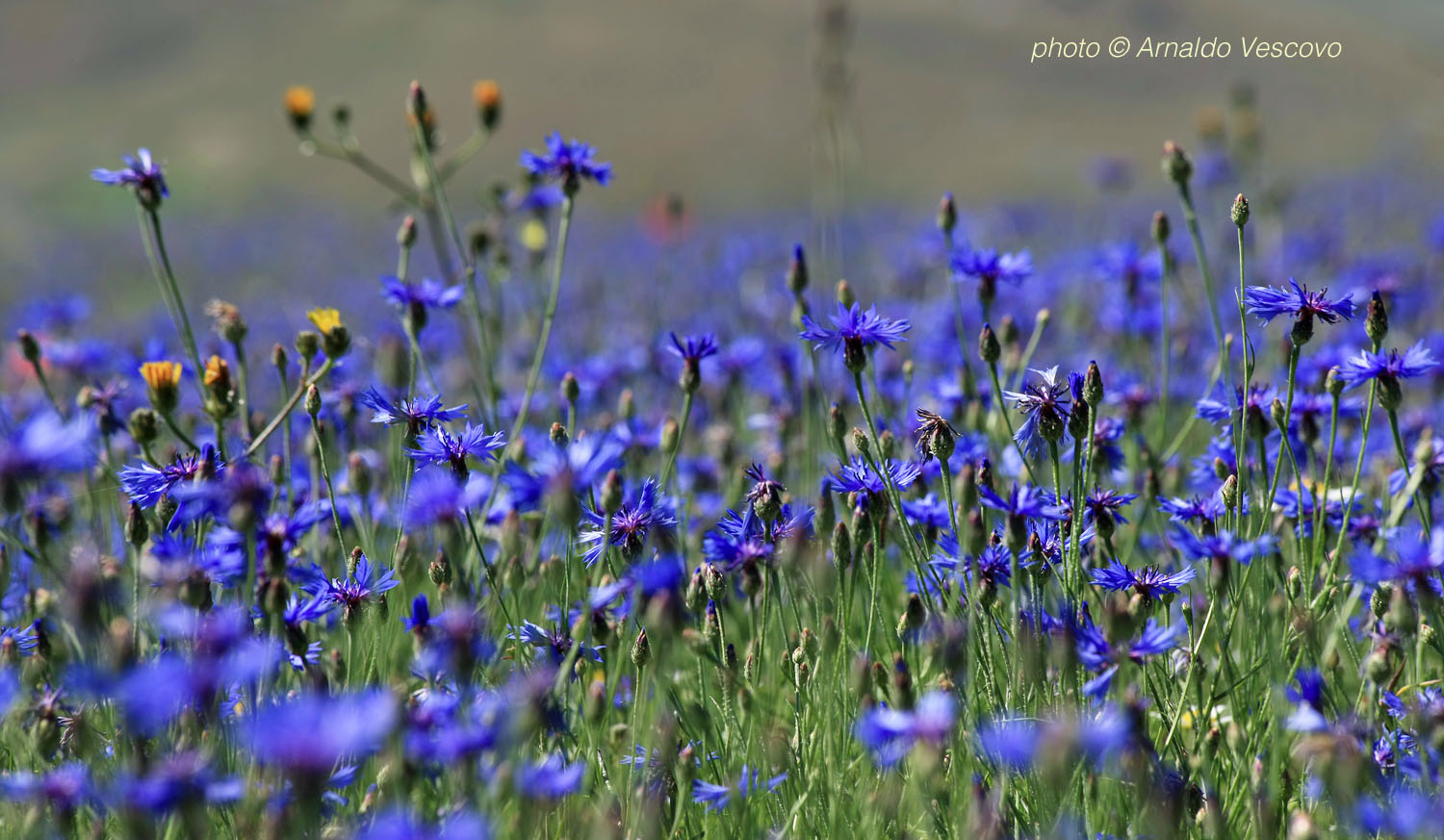 Piani di Castelluccio di Norcia