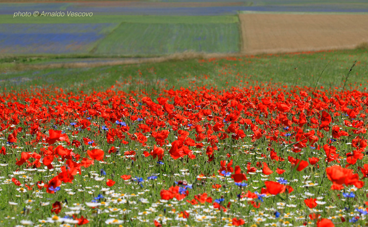 Piani di Castelluccio di Norcia