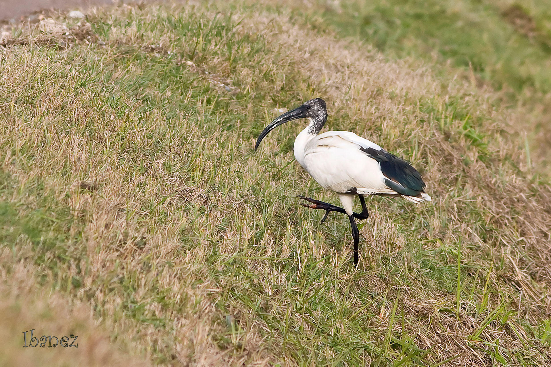 Ibis