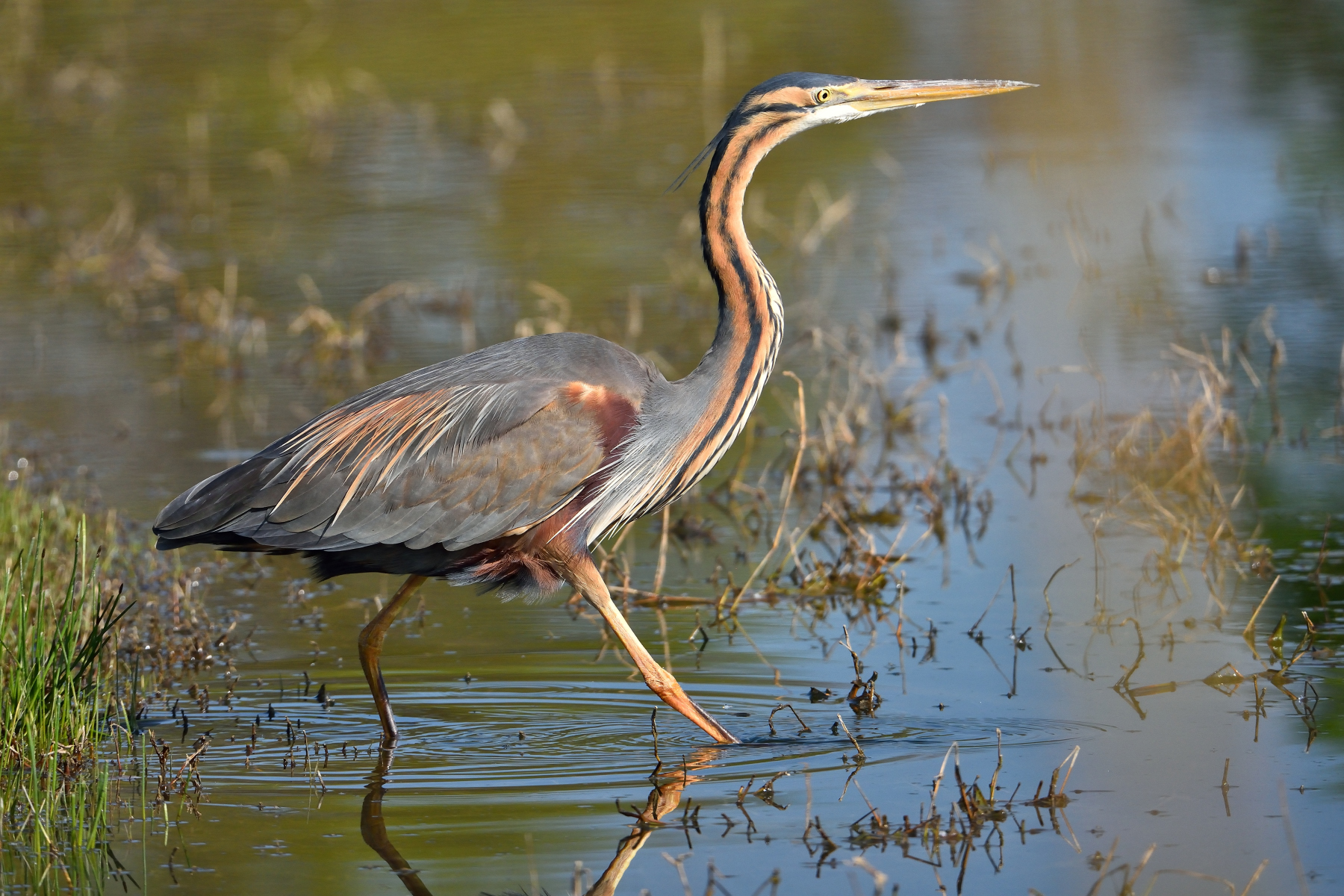 Airone rosso (Ardea purpurea)