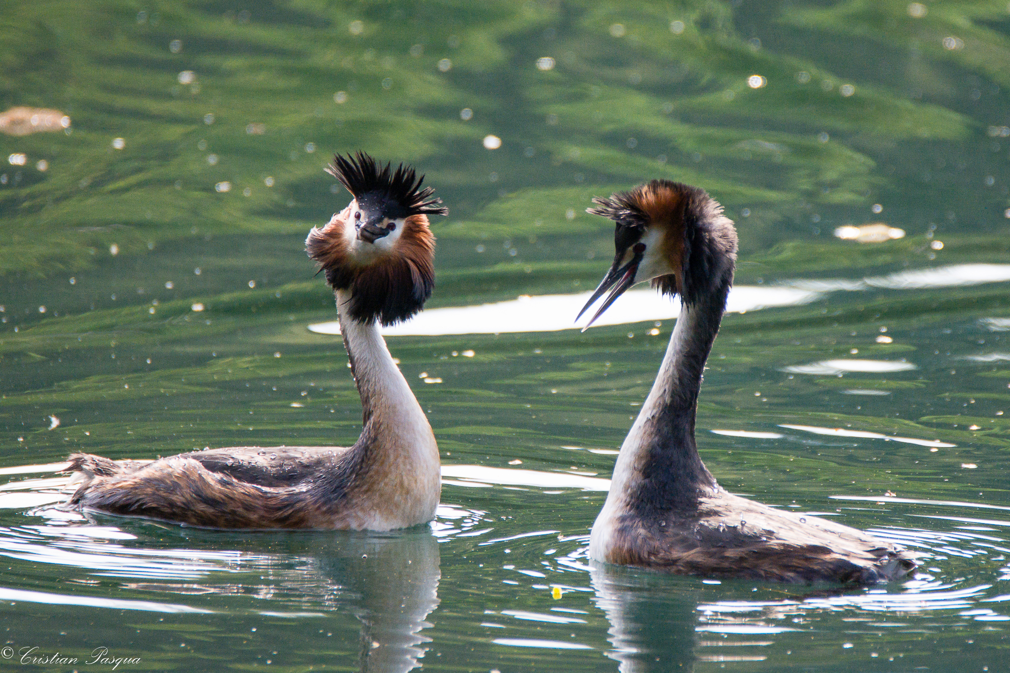 Sorridi tesoro, ci stanno fotografando!