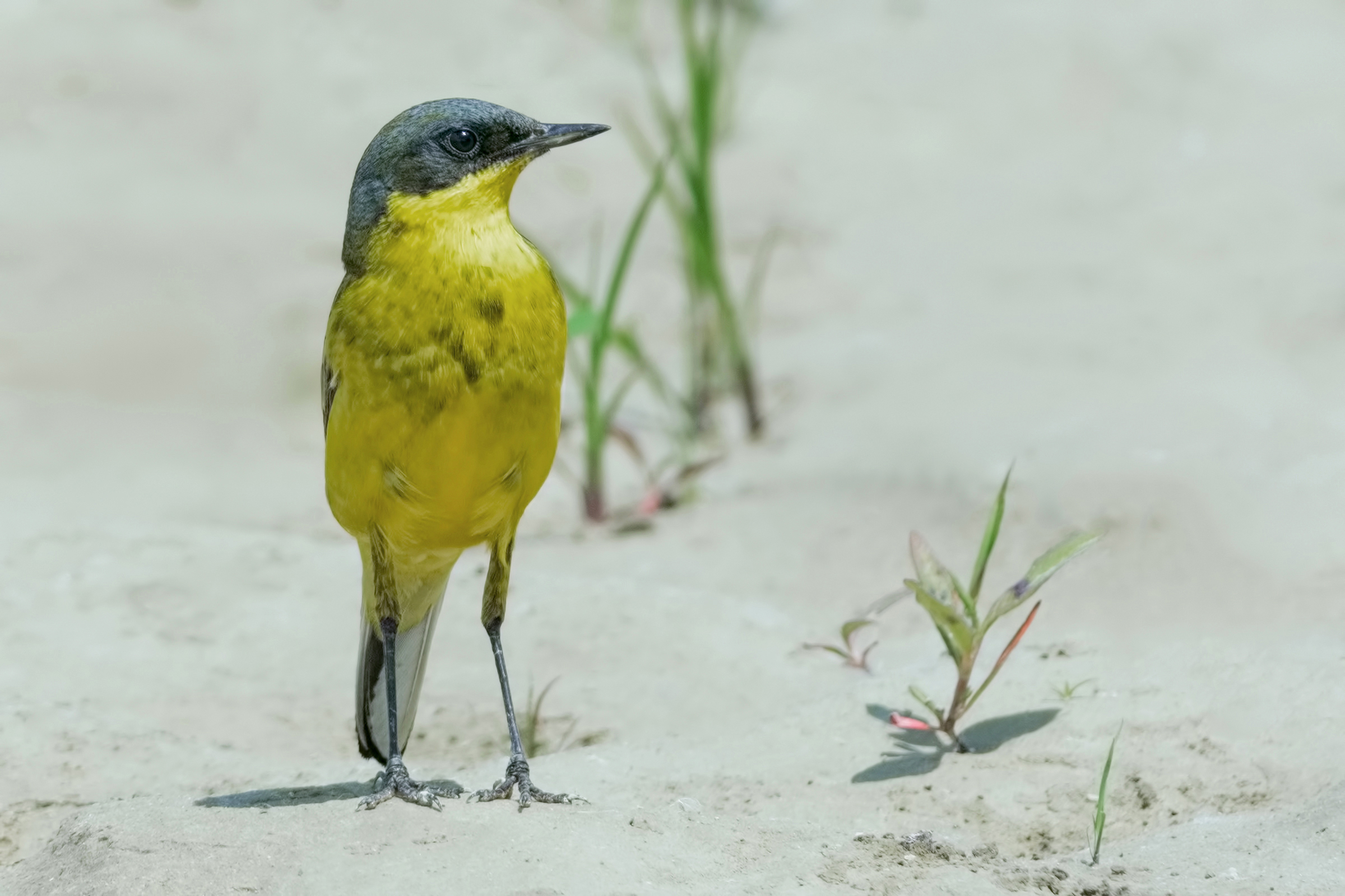 Yellow Wagtail (Motacilla flava)