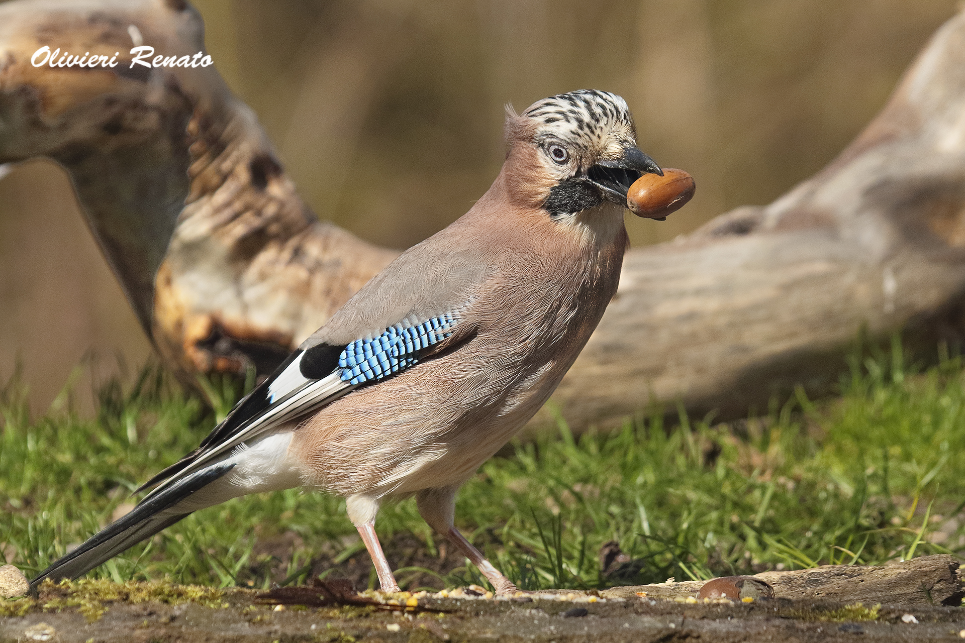 Jay with acorn
