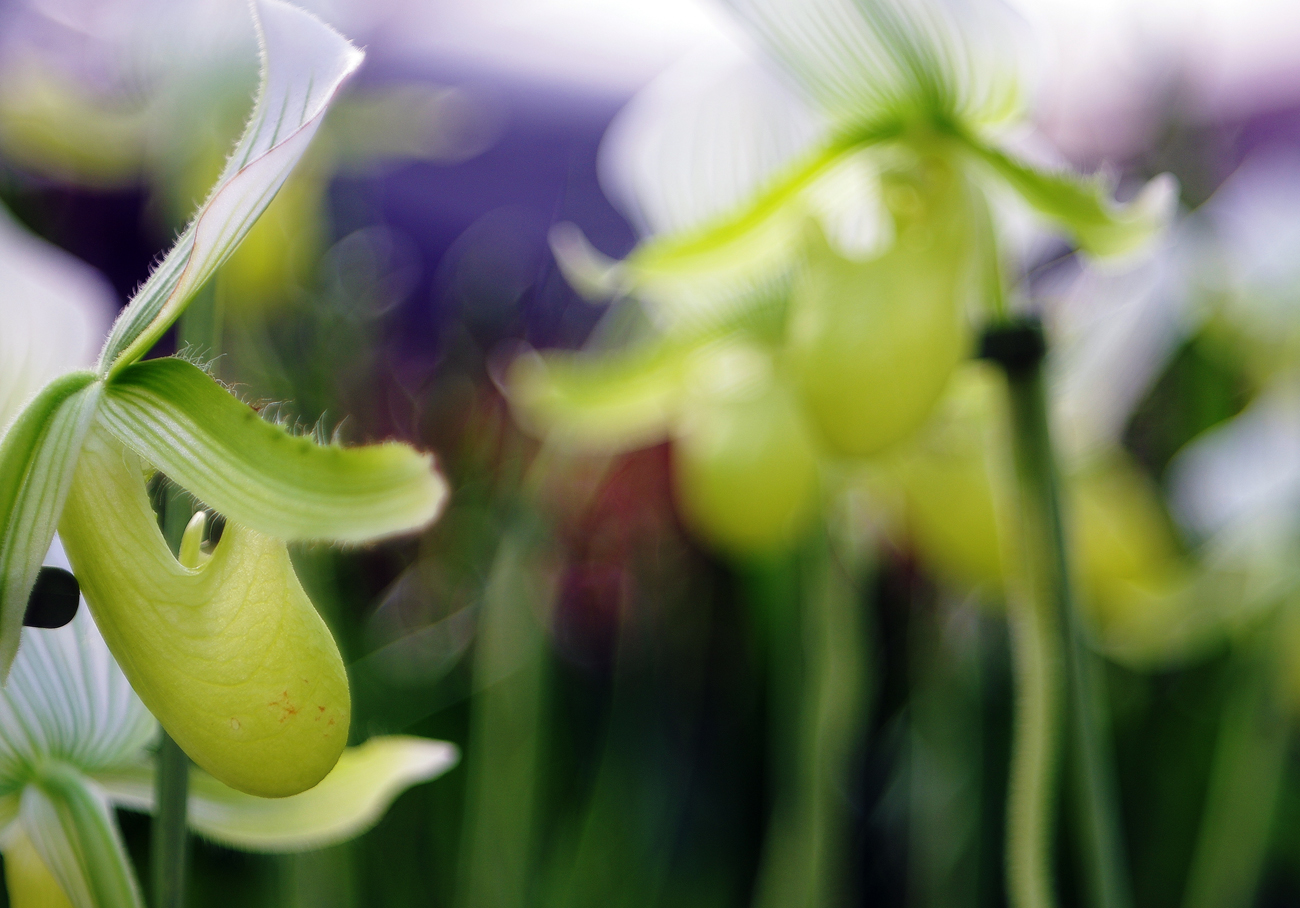 ..dee nei toni del verde