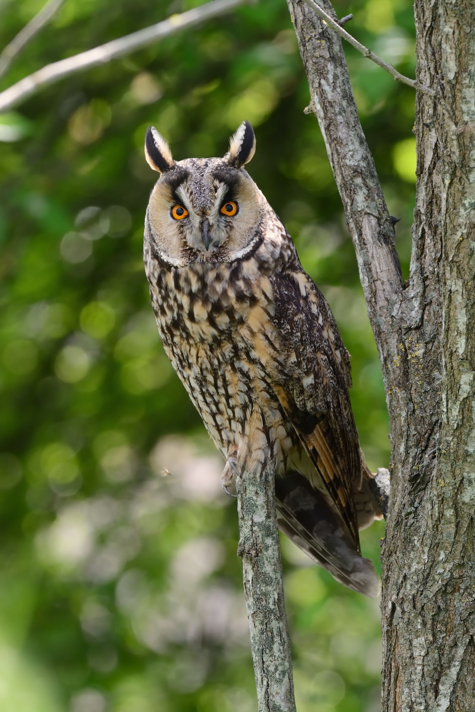 Gufo comune trioplanato.