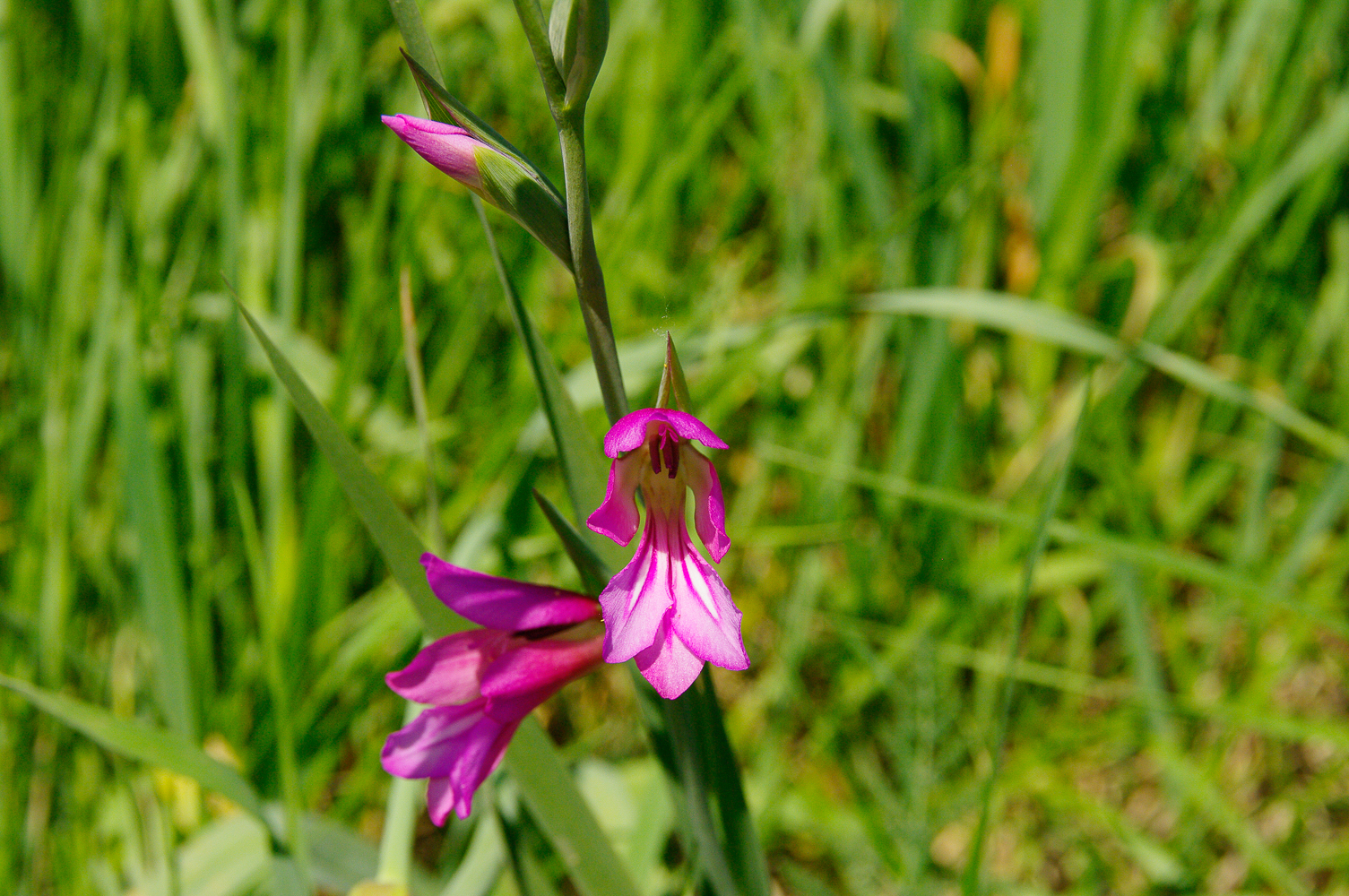 wild gladiolus