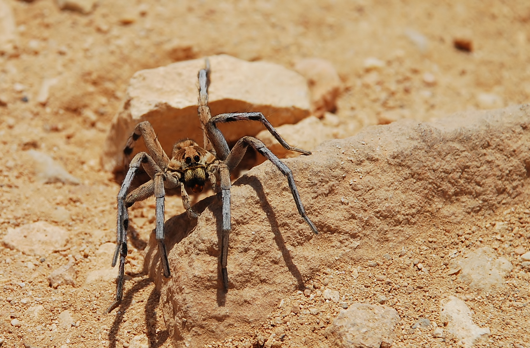 Ragno piuttosto aggressivo