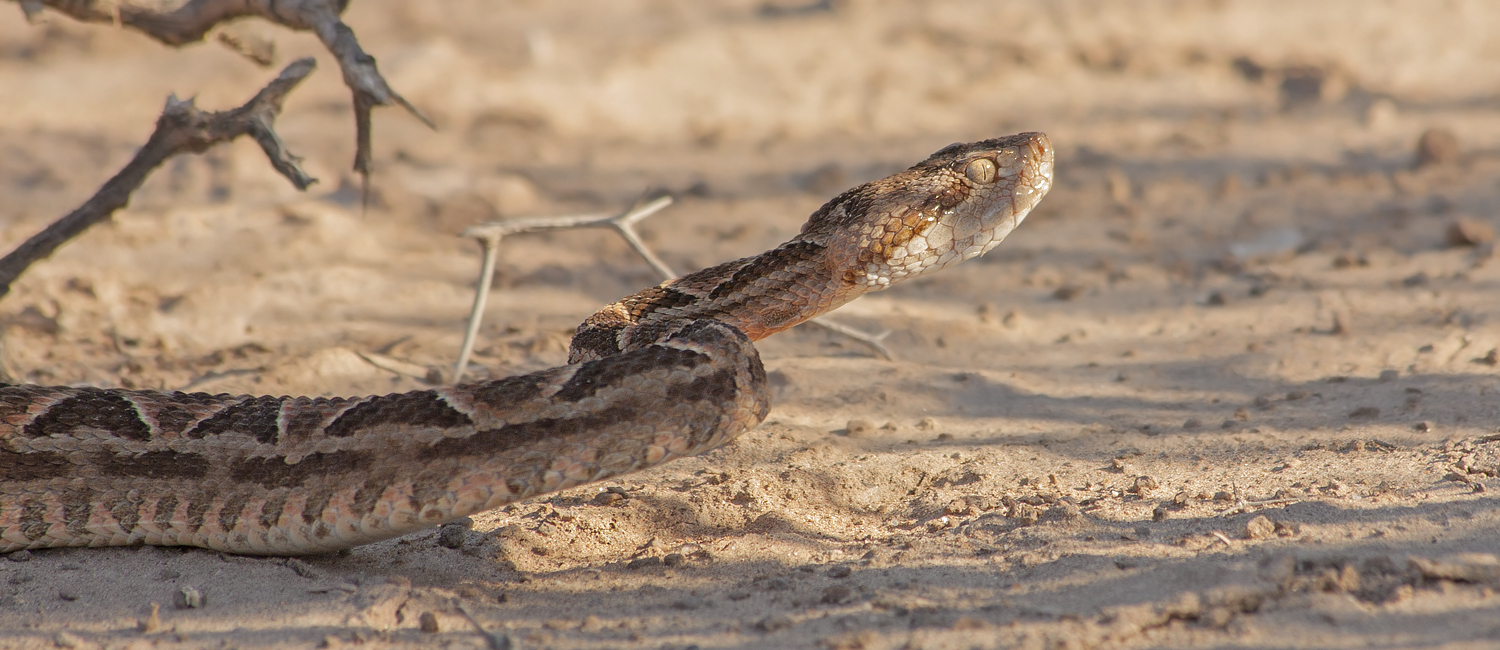 Yarará chica (Bothrops diporus)